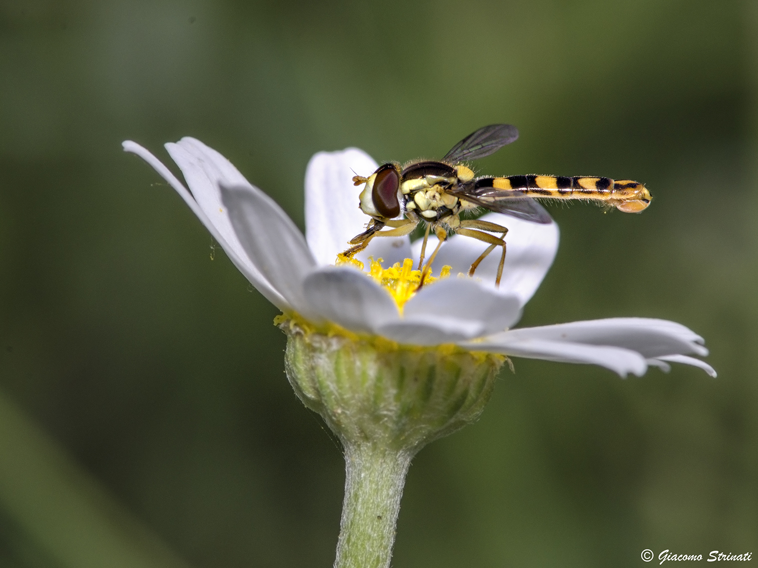 Hoverfly