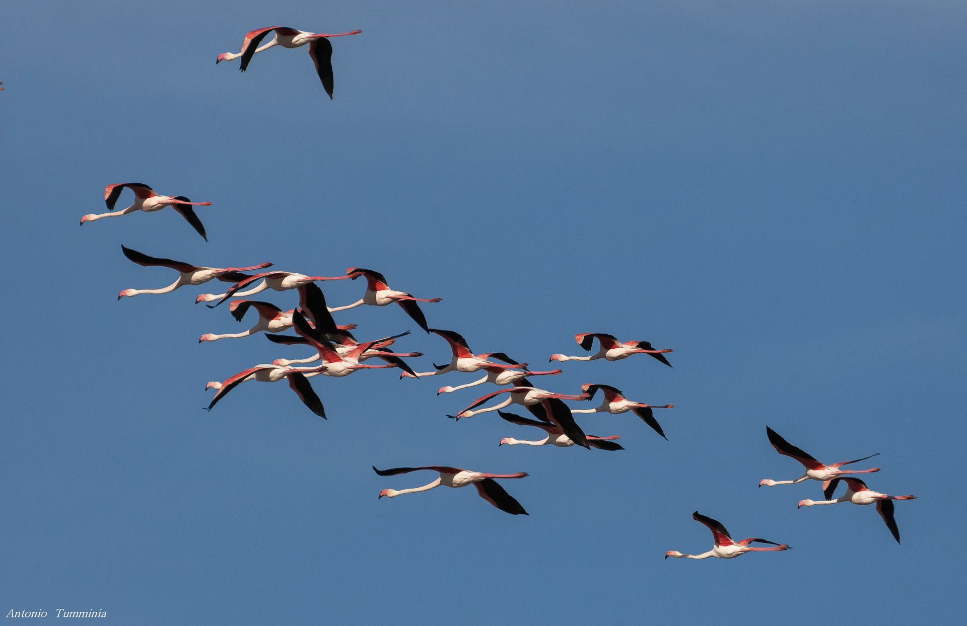 Un bel volo di fenicotteri Rosa