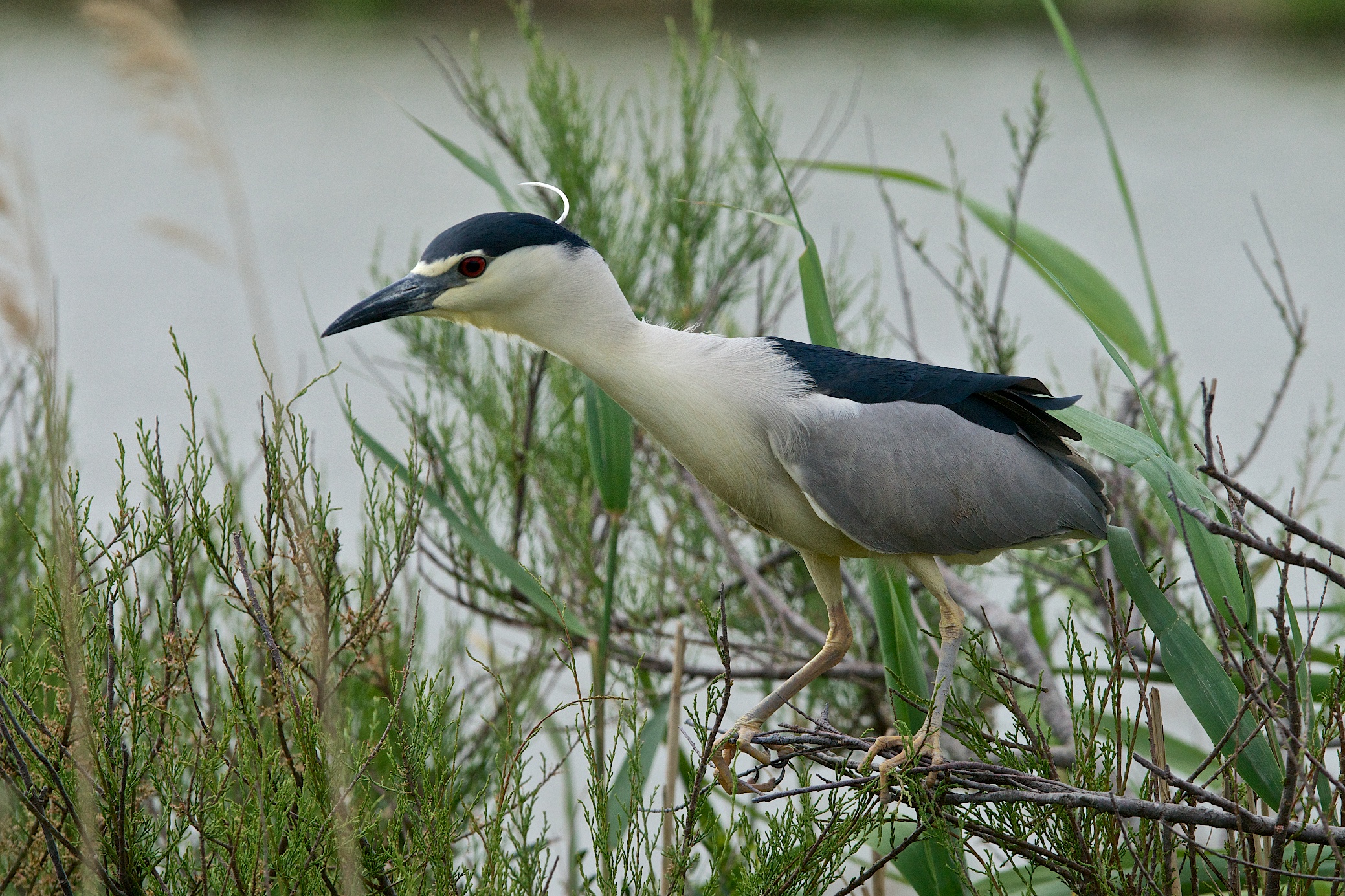 Night Heron
