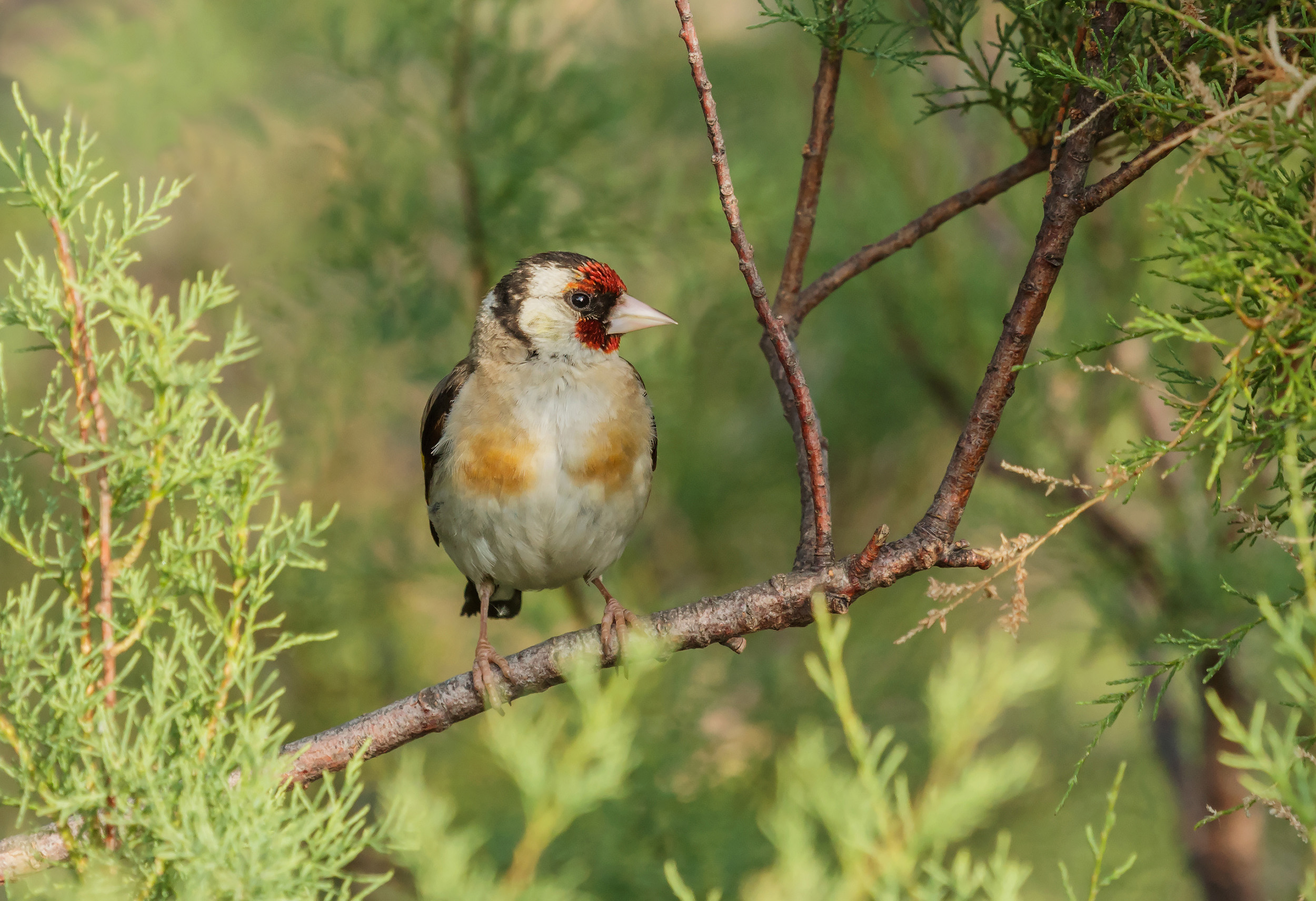 Cardellino sul ramo...