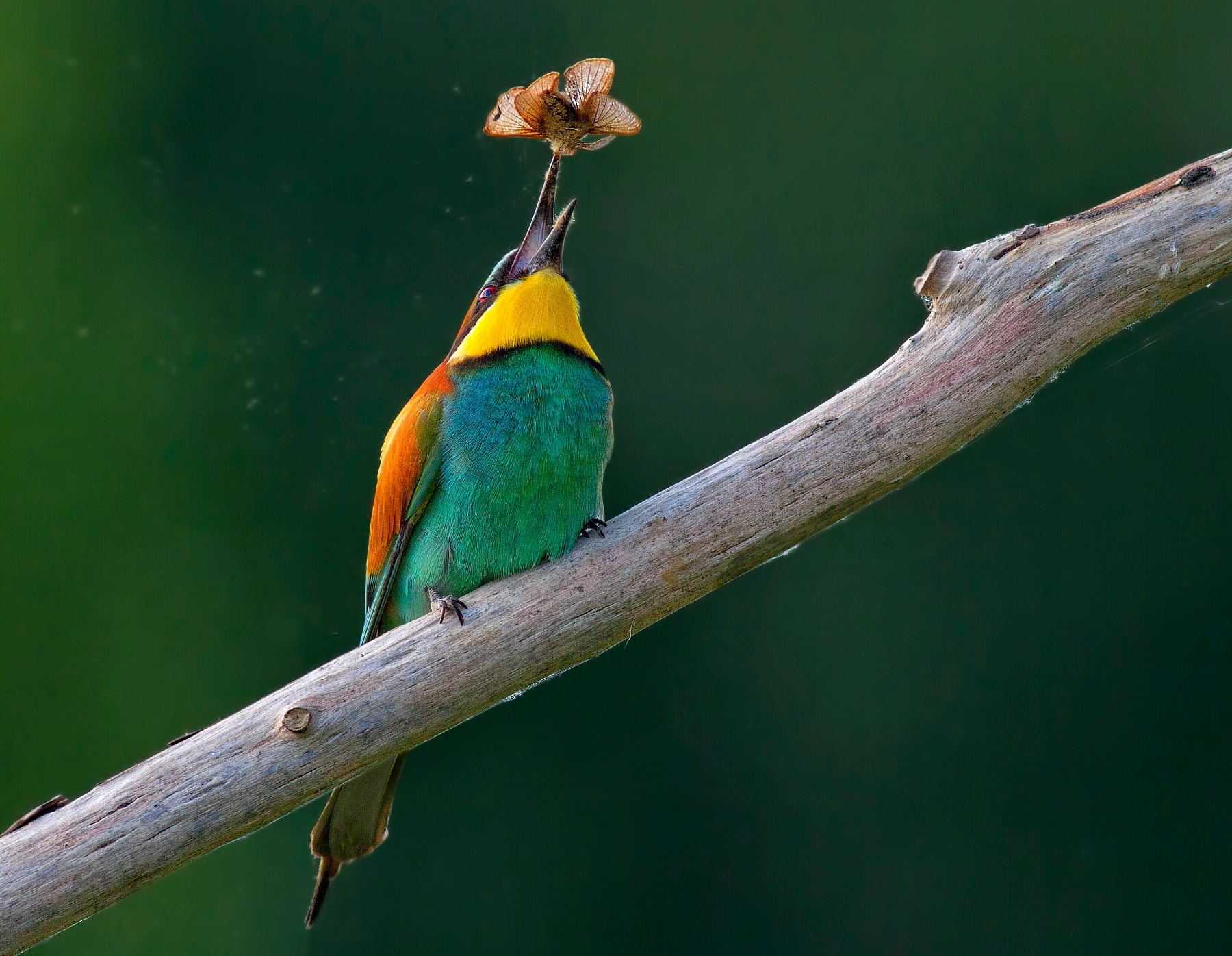 Gruccione:La Falena Fiorita
