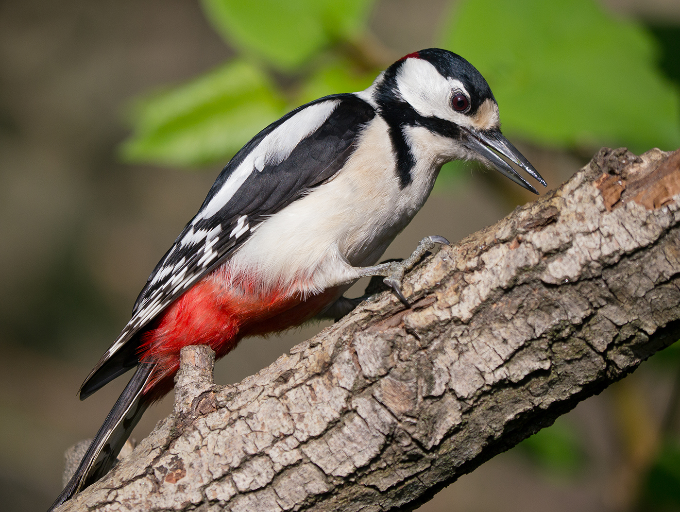 Great Spotted Woodpecker (male)