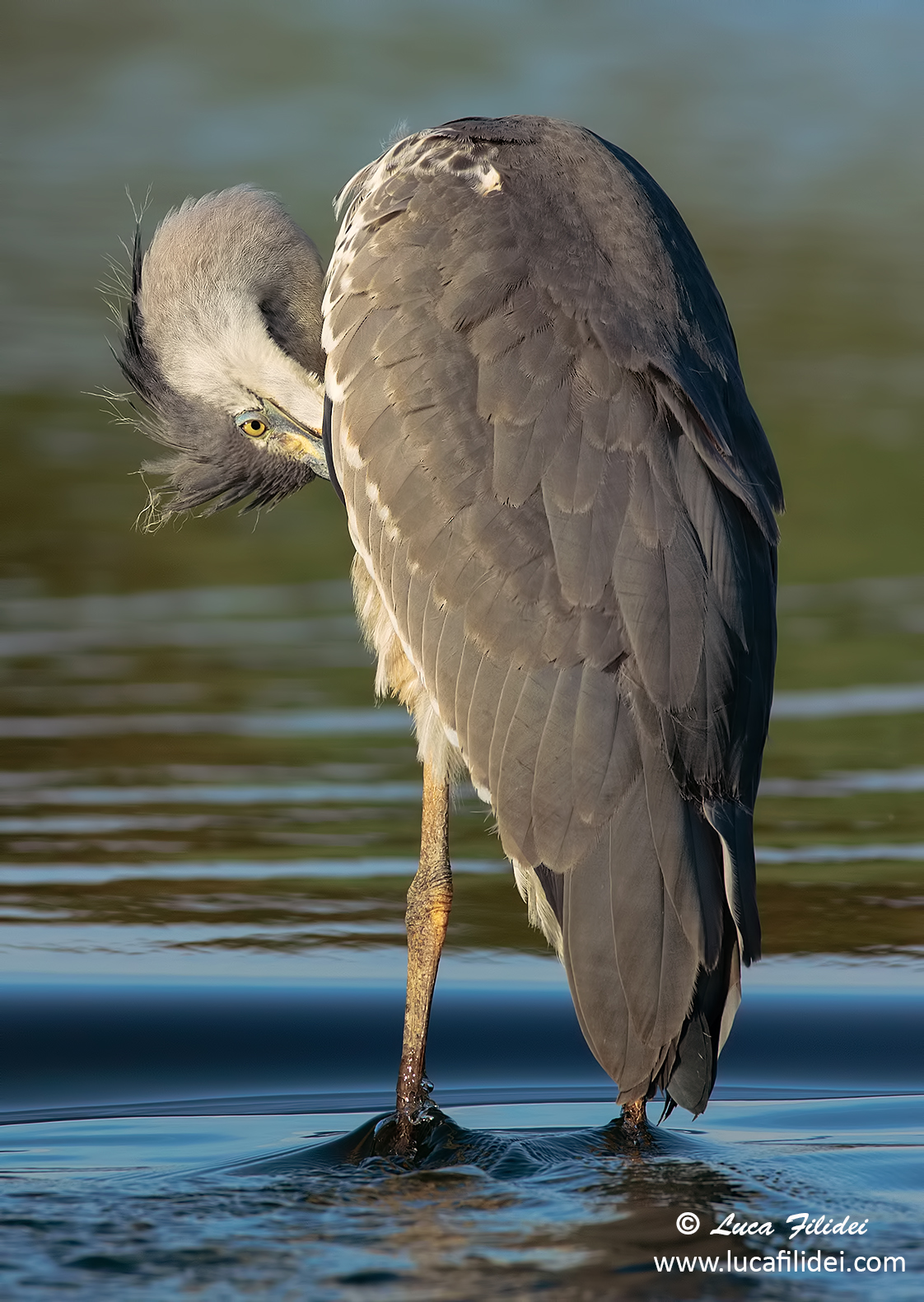Grey Heron Juv