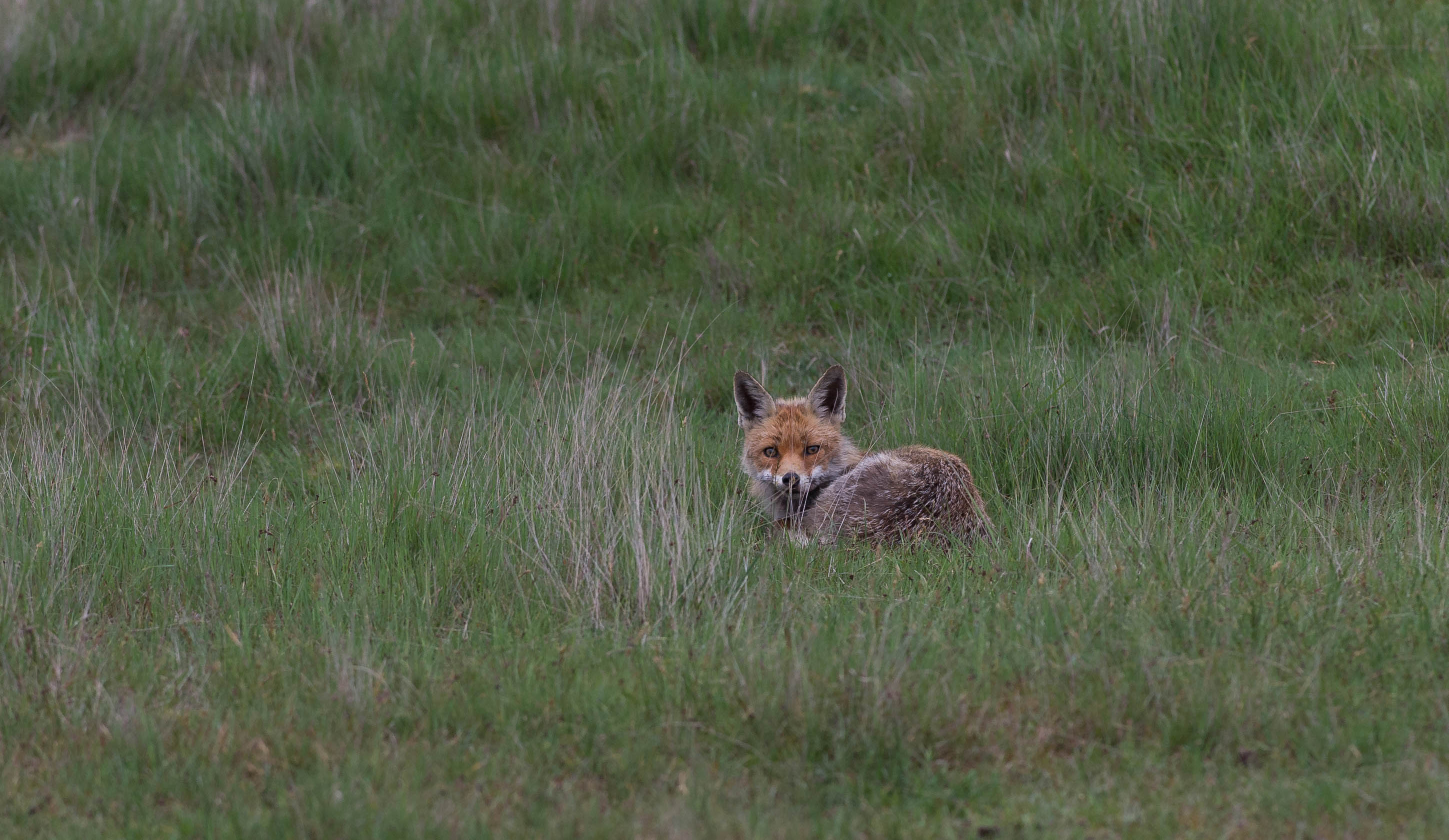 Red Fox