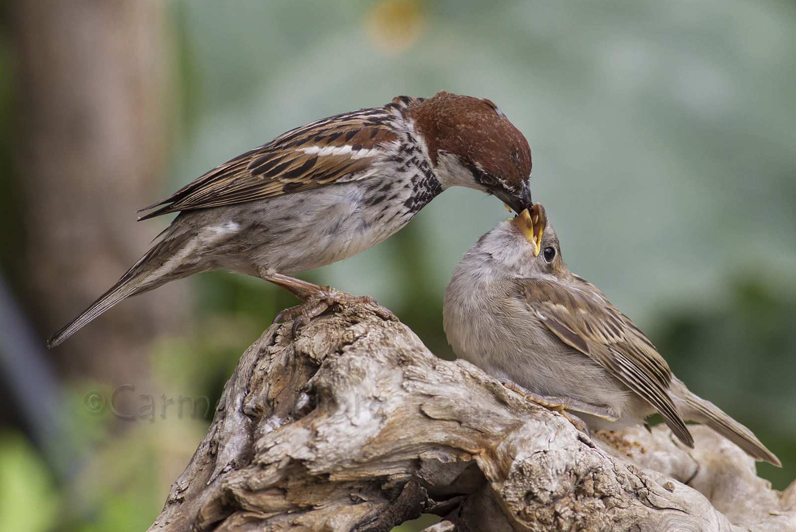 passera d'Italia con prole