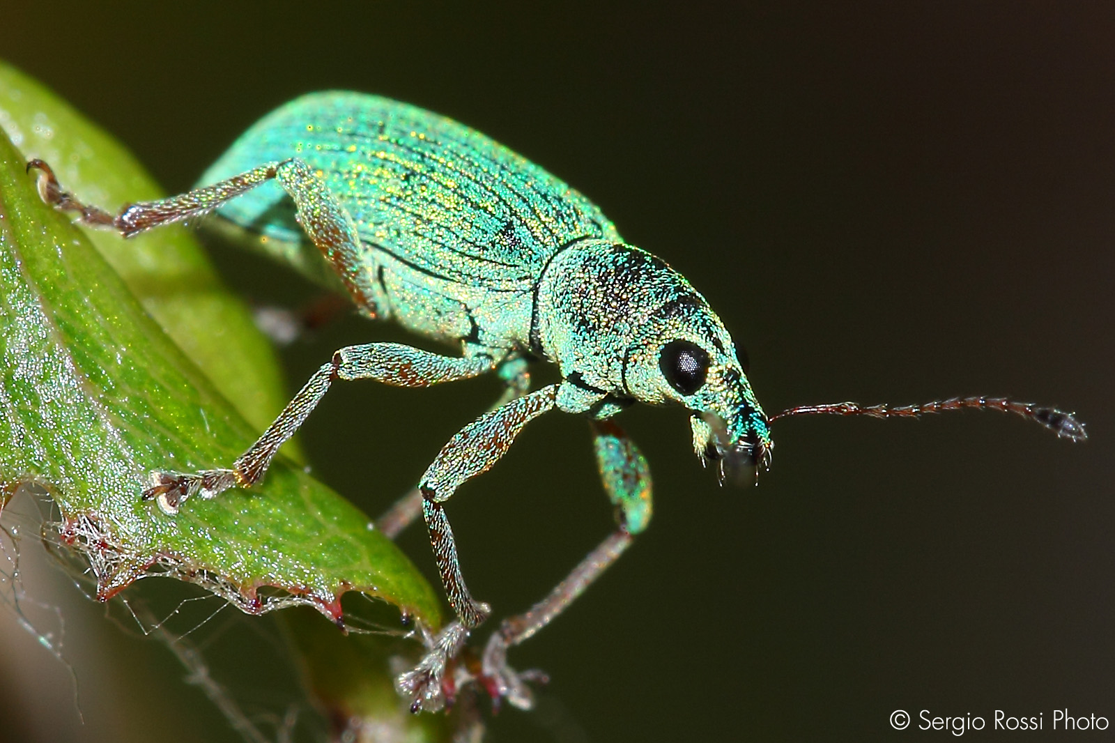 Insects among the roses