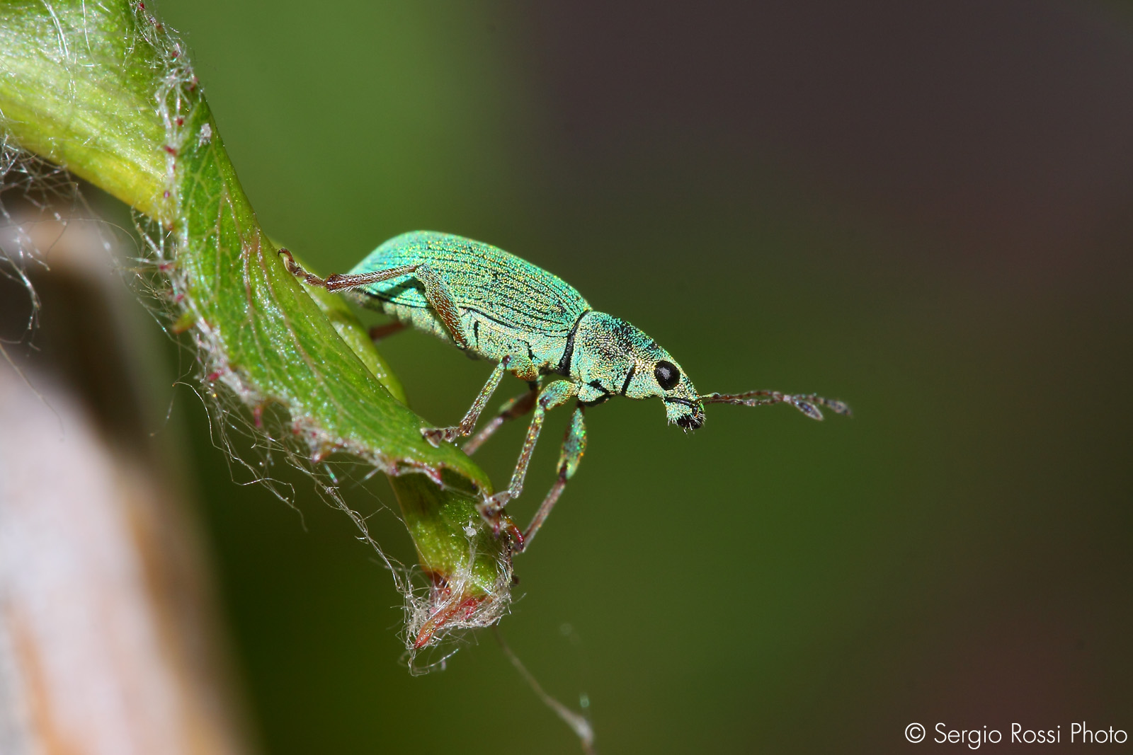 Insects among the roses