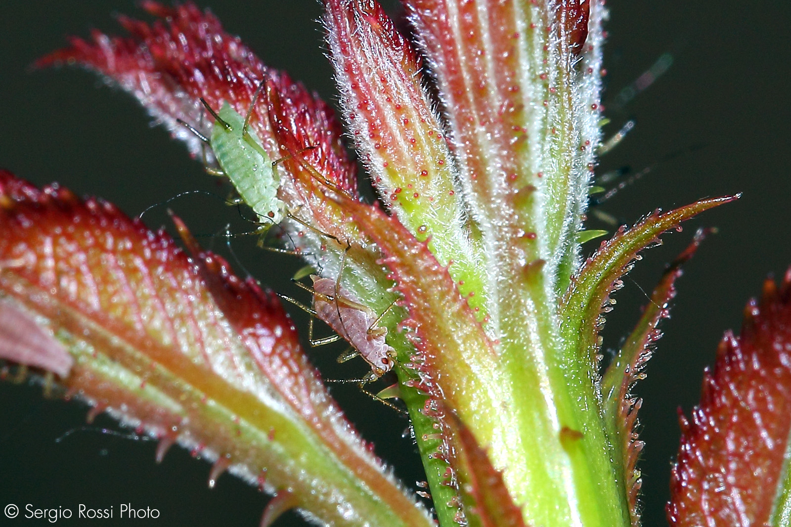 insects among the roses