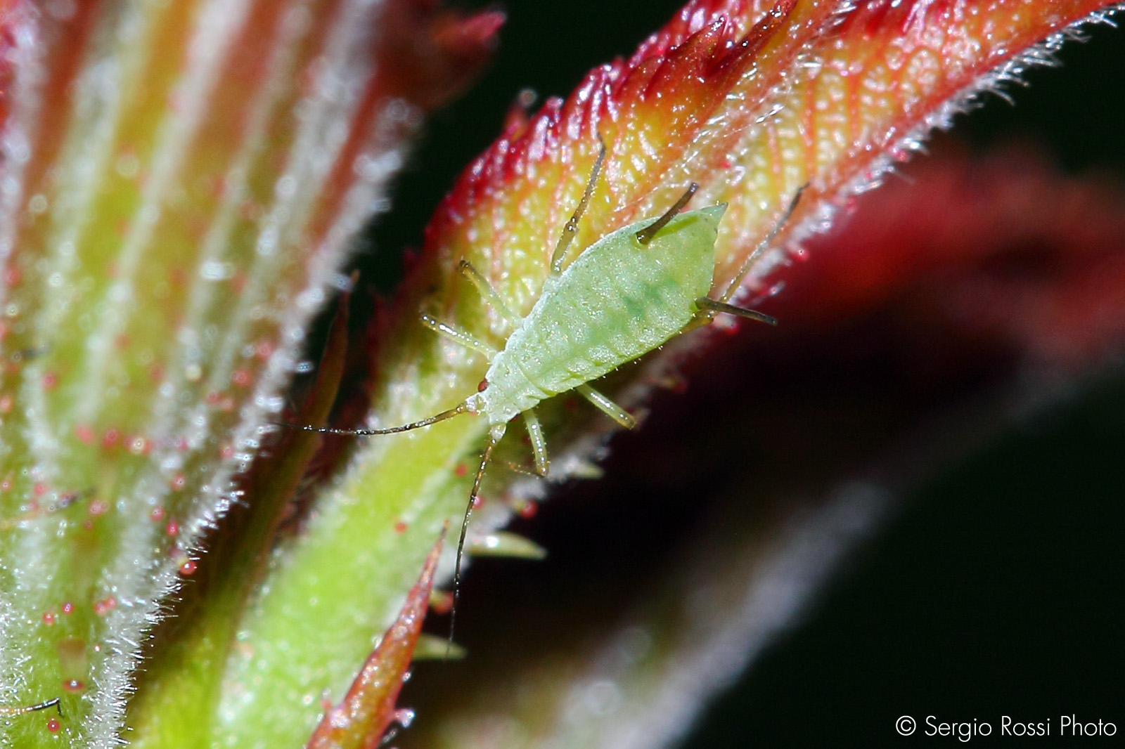 insects among the roses