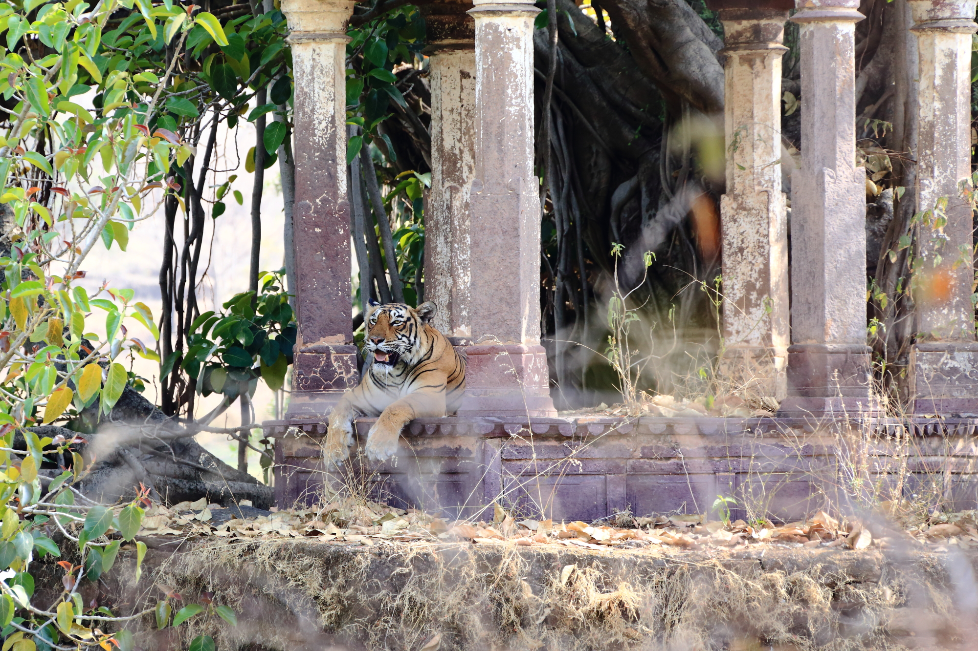 t-19, big tiger female