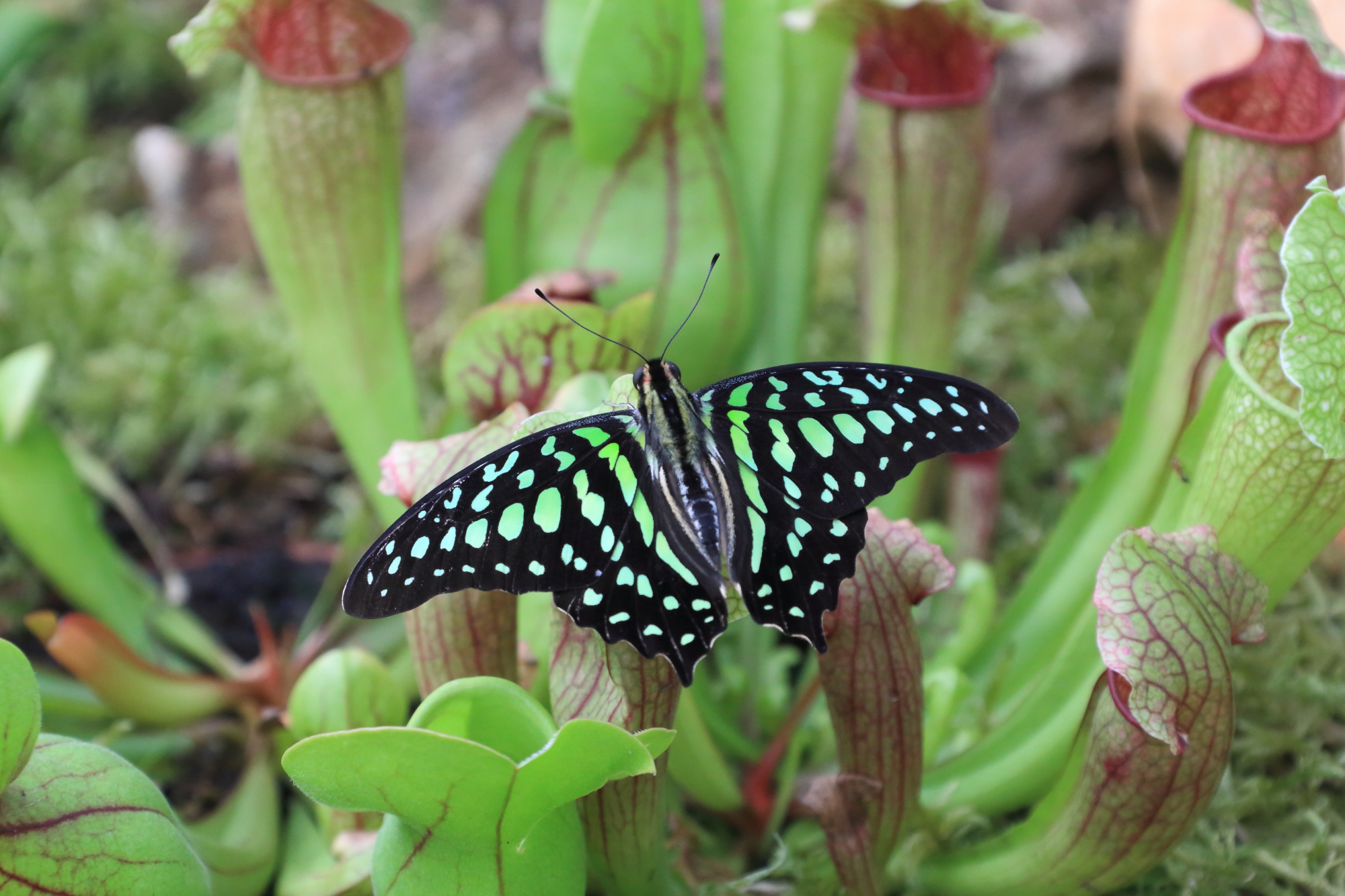 The green power of the Nature!