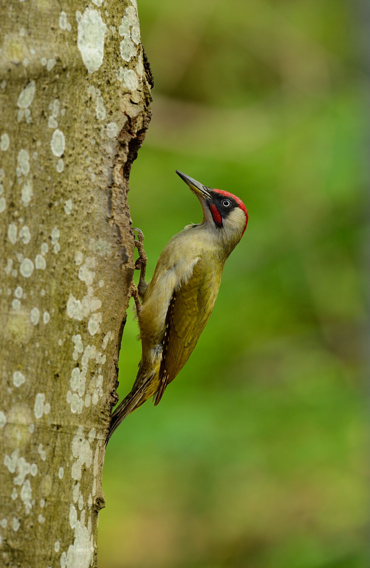 Green Woodpecker