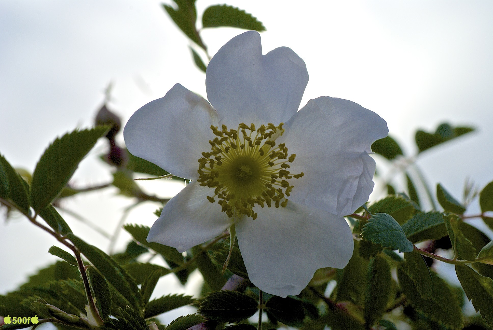 Roseto comunale Roma...