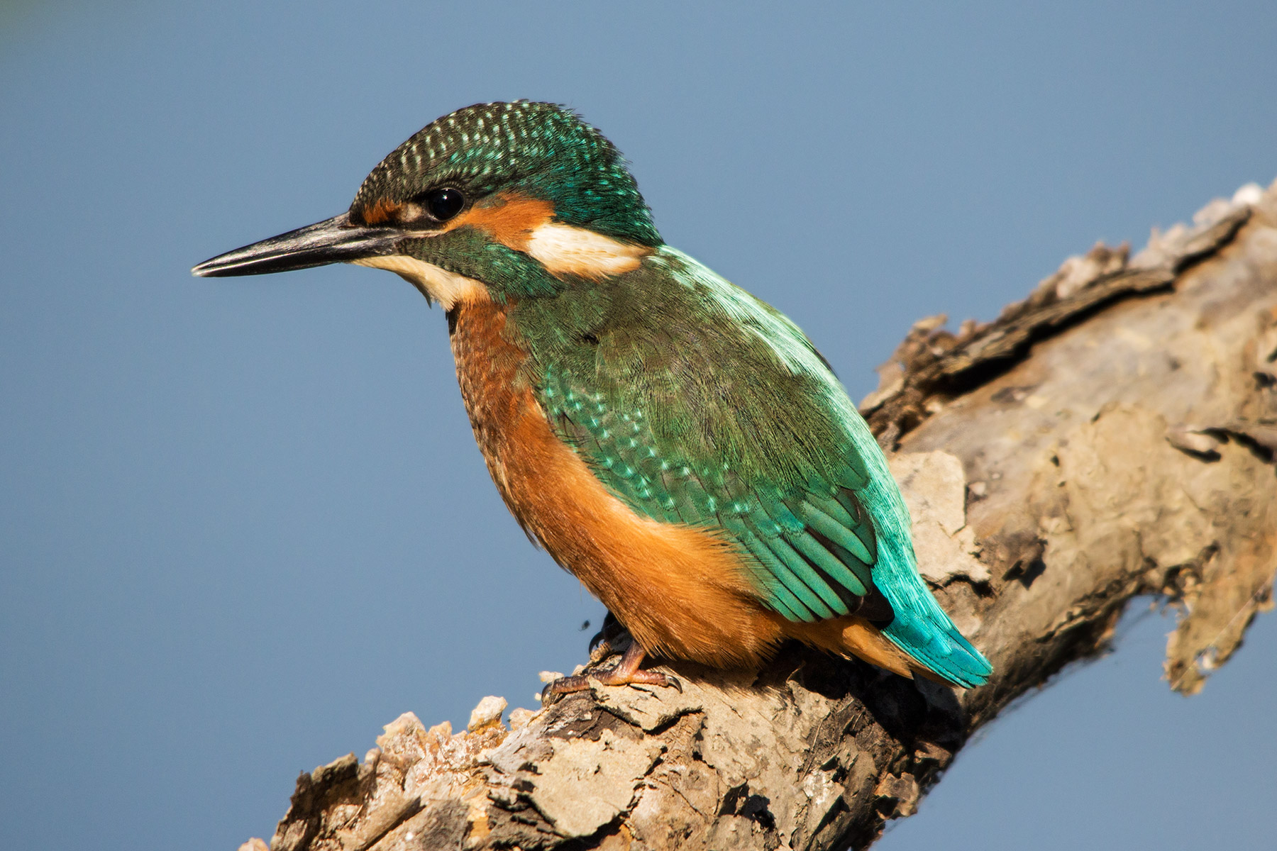 Kingfisher