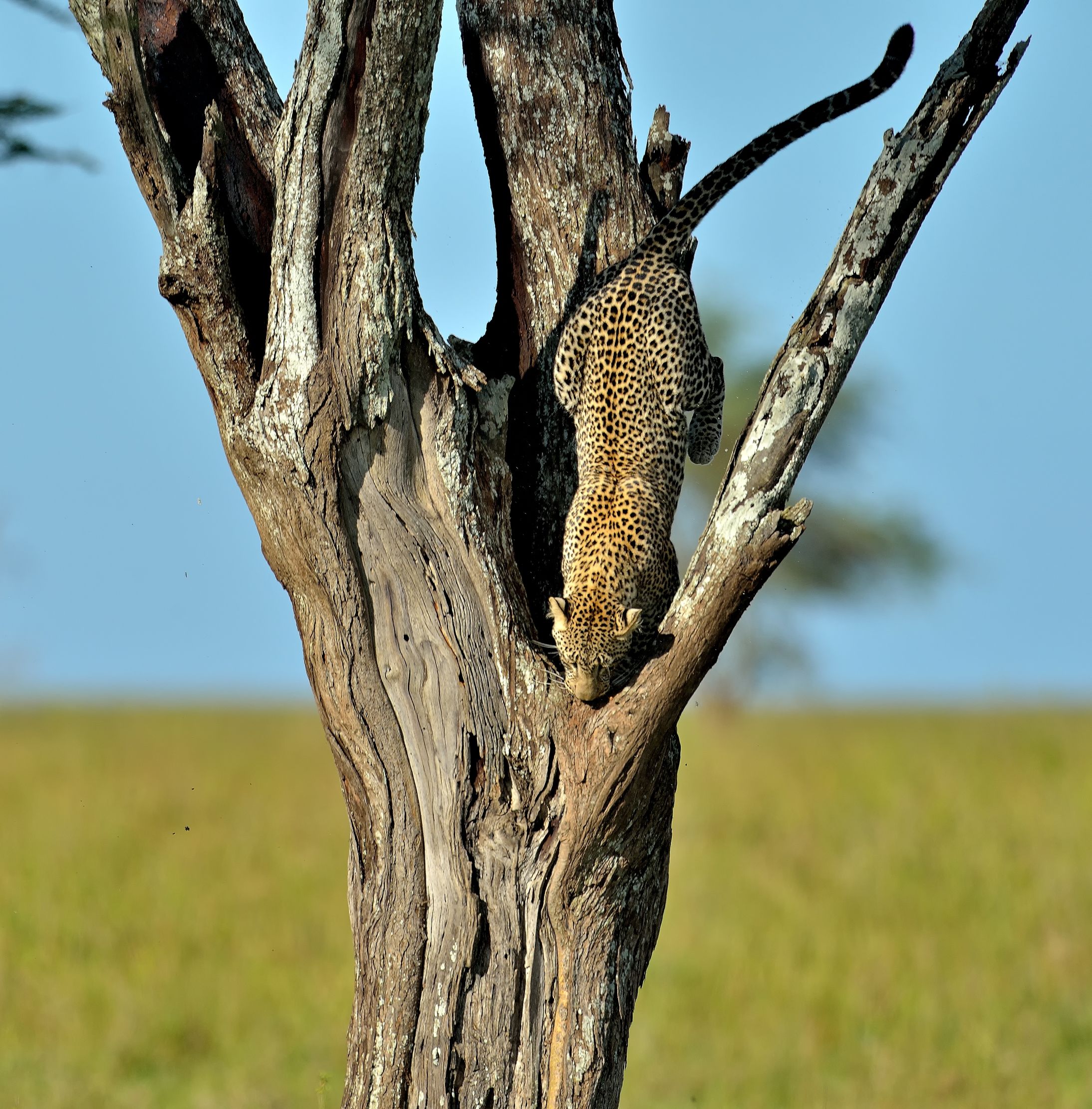 Serengeti - leopardo