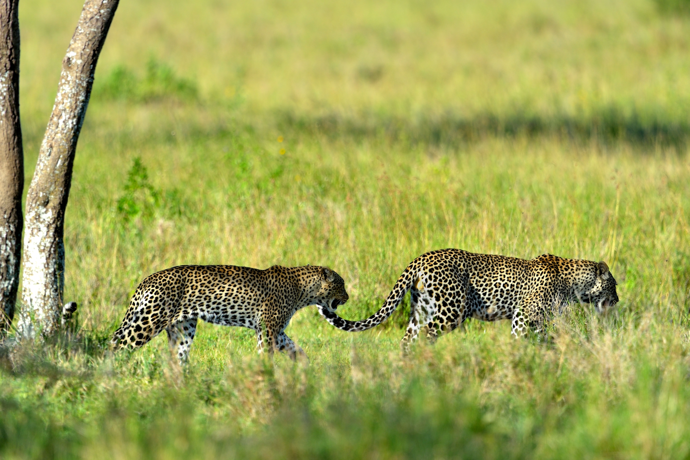 Serengeti - leopardo