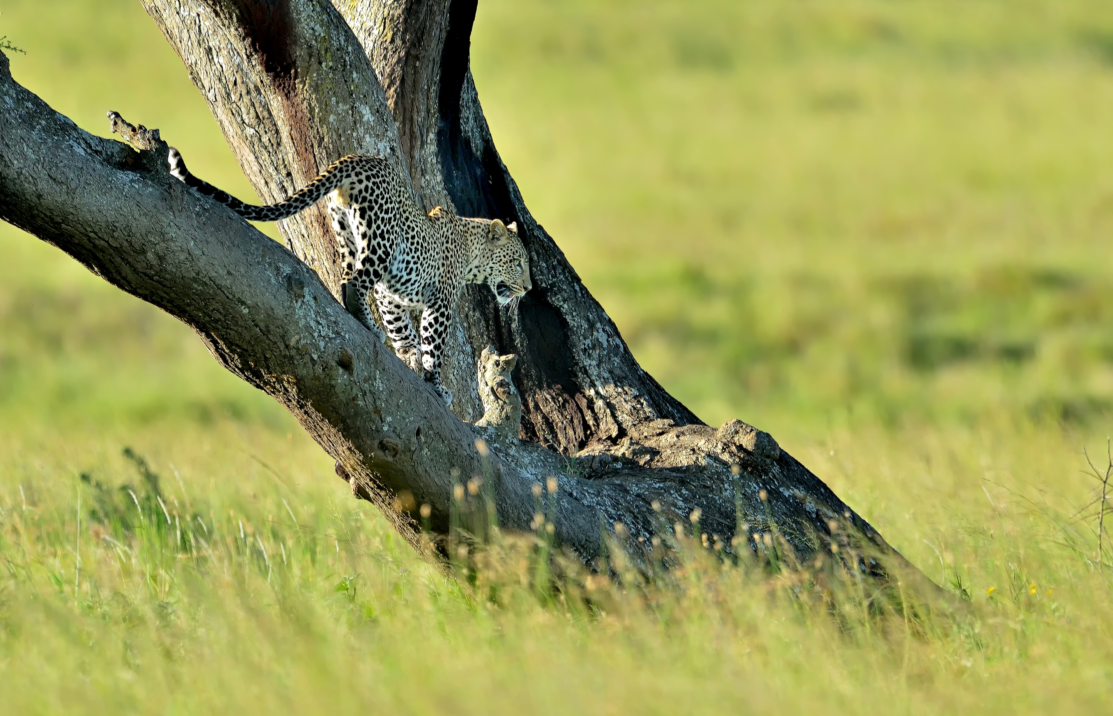 Serengeti - leopardo