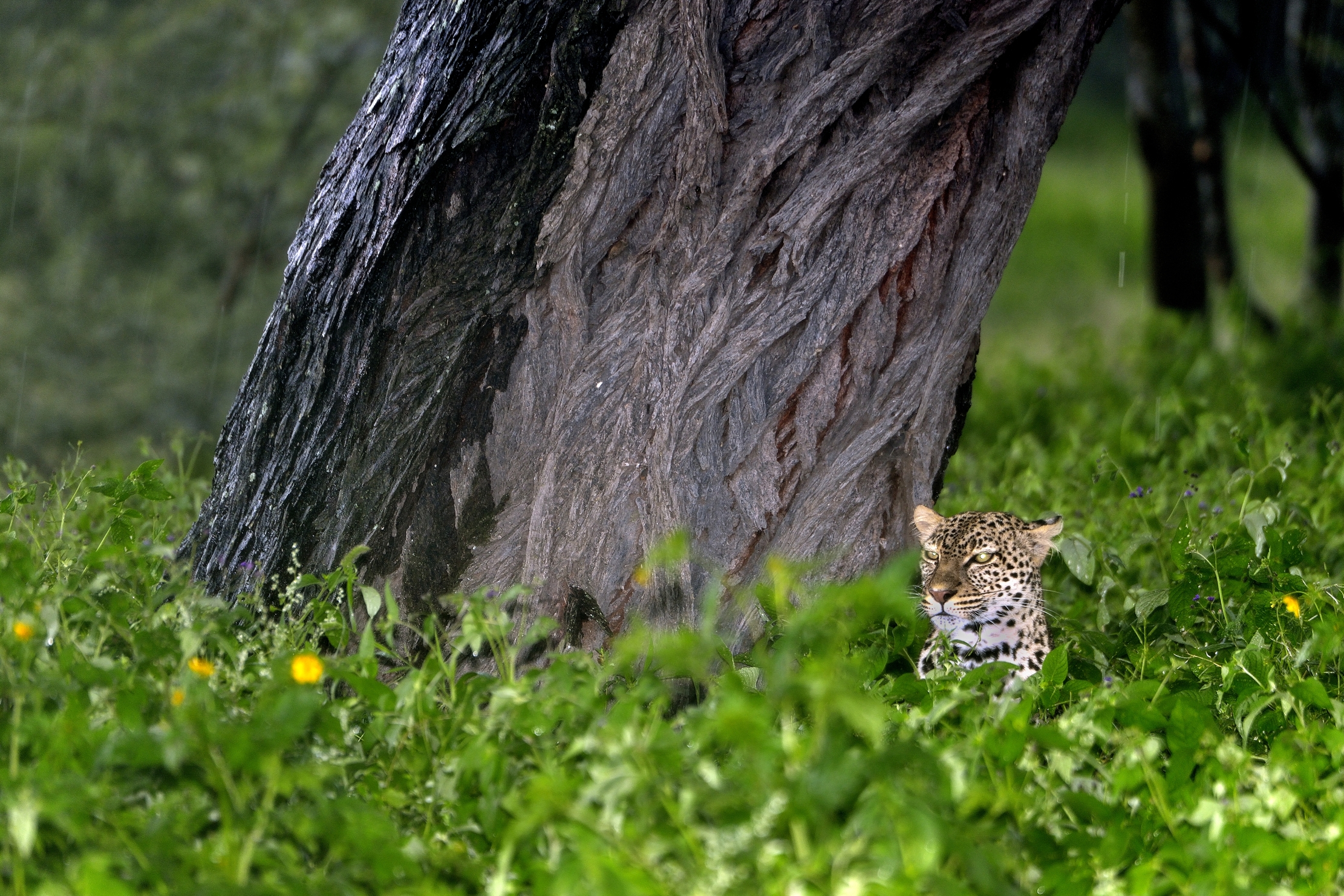 Serengeti - leopardo al riparo dalla pioggia