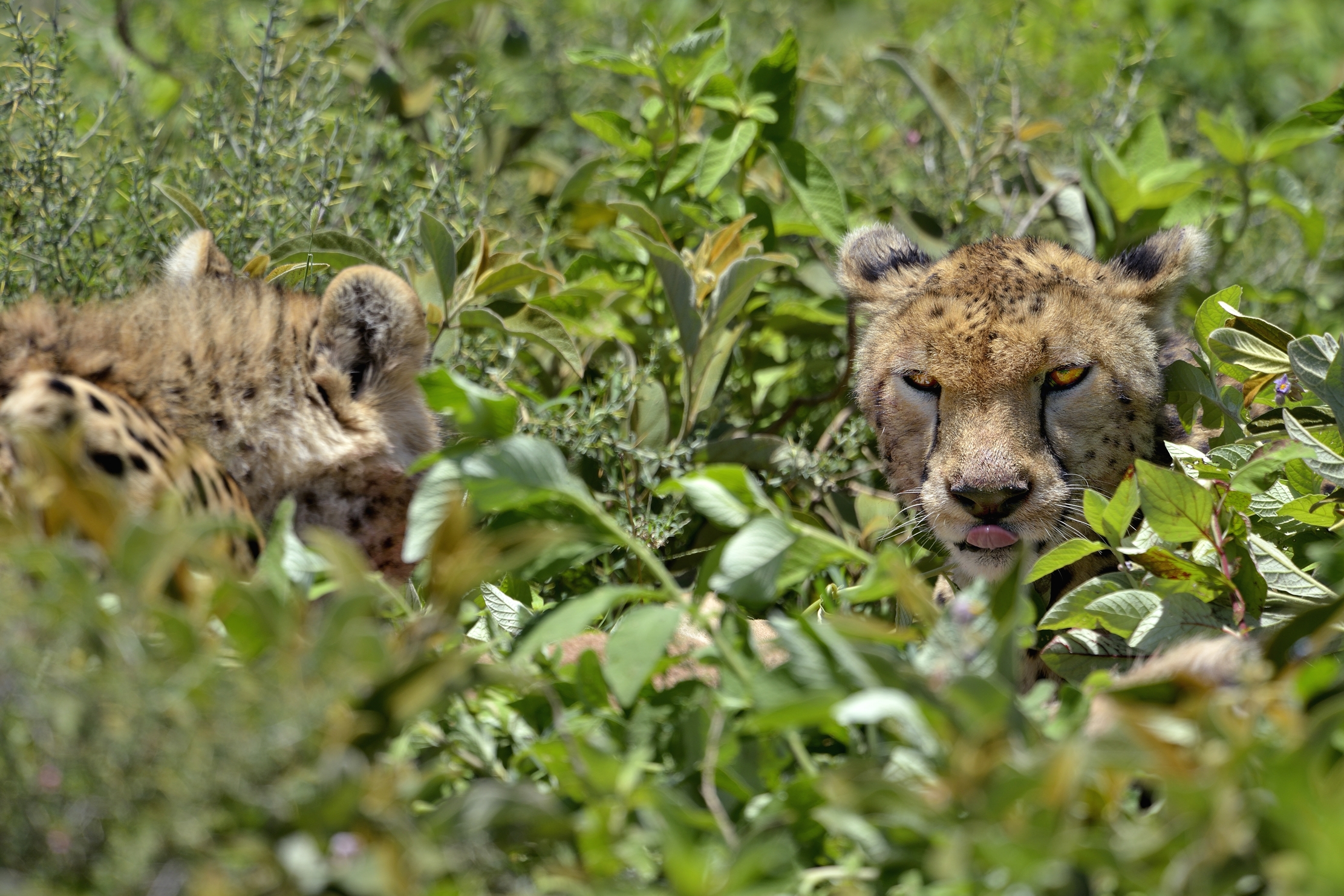 Ngorongoro Conservation Area - Ghepardi con preda