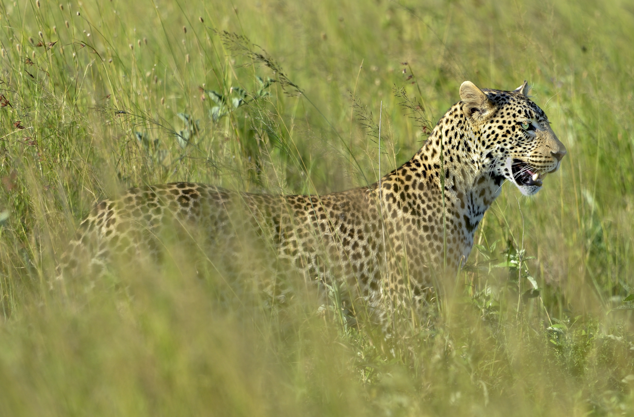 Serengeti - leopardo