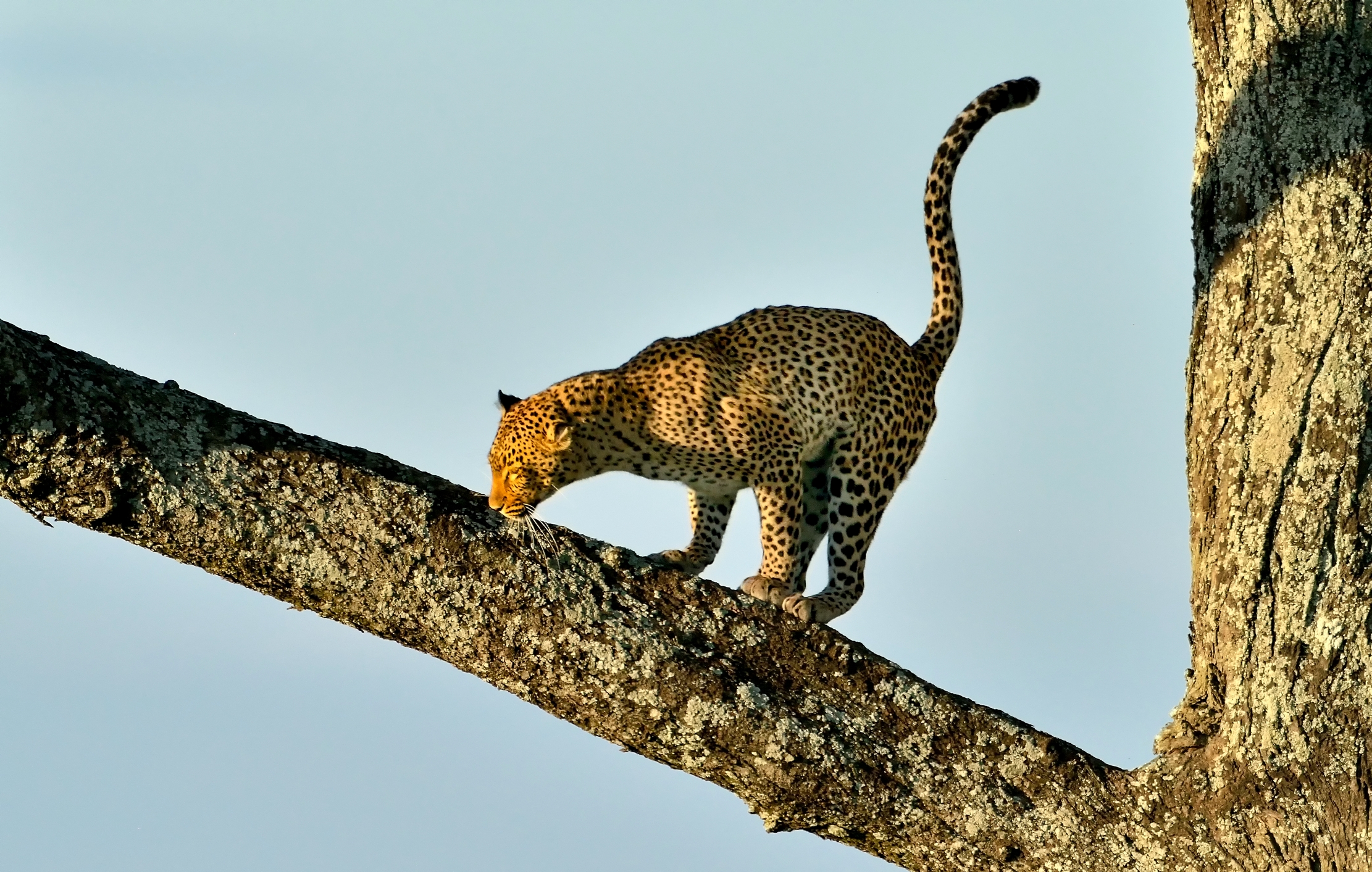 Serengeti - leopardo