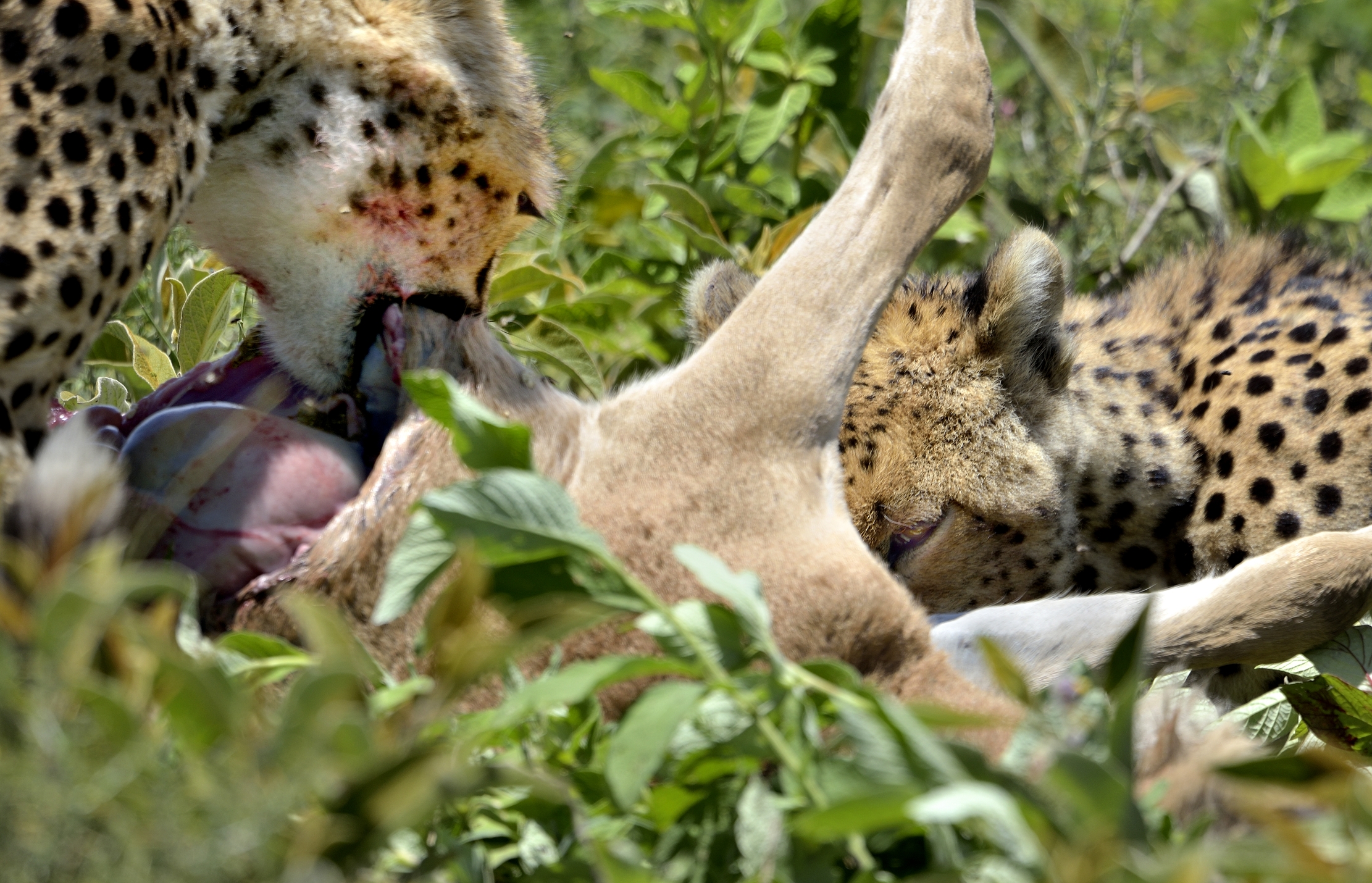 Ngorongoro Conservation Area - Ghepardi con preda
