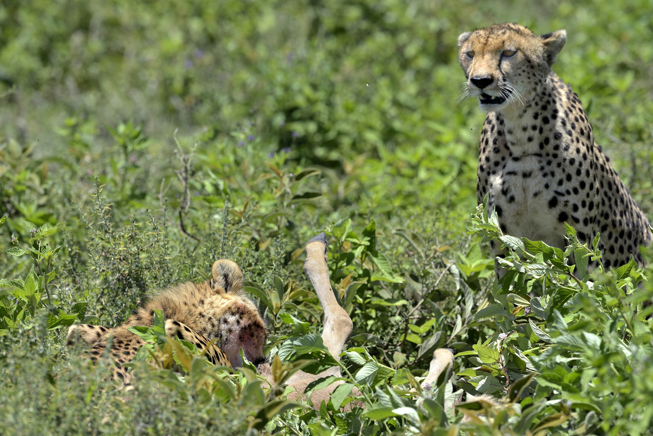 Ngorongoro Conservation Area - Ghepardi con preda
