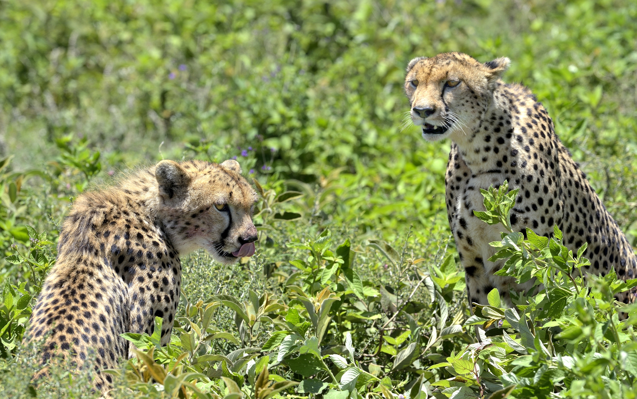 Ngorongoro Conservation Area - Ghepardi con preda
