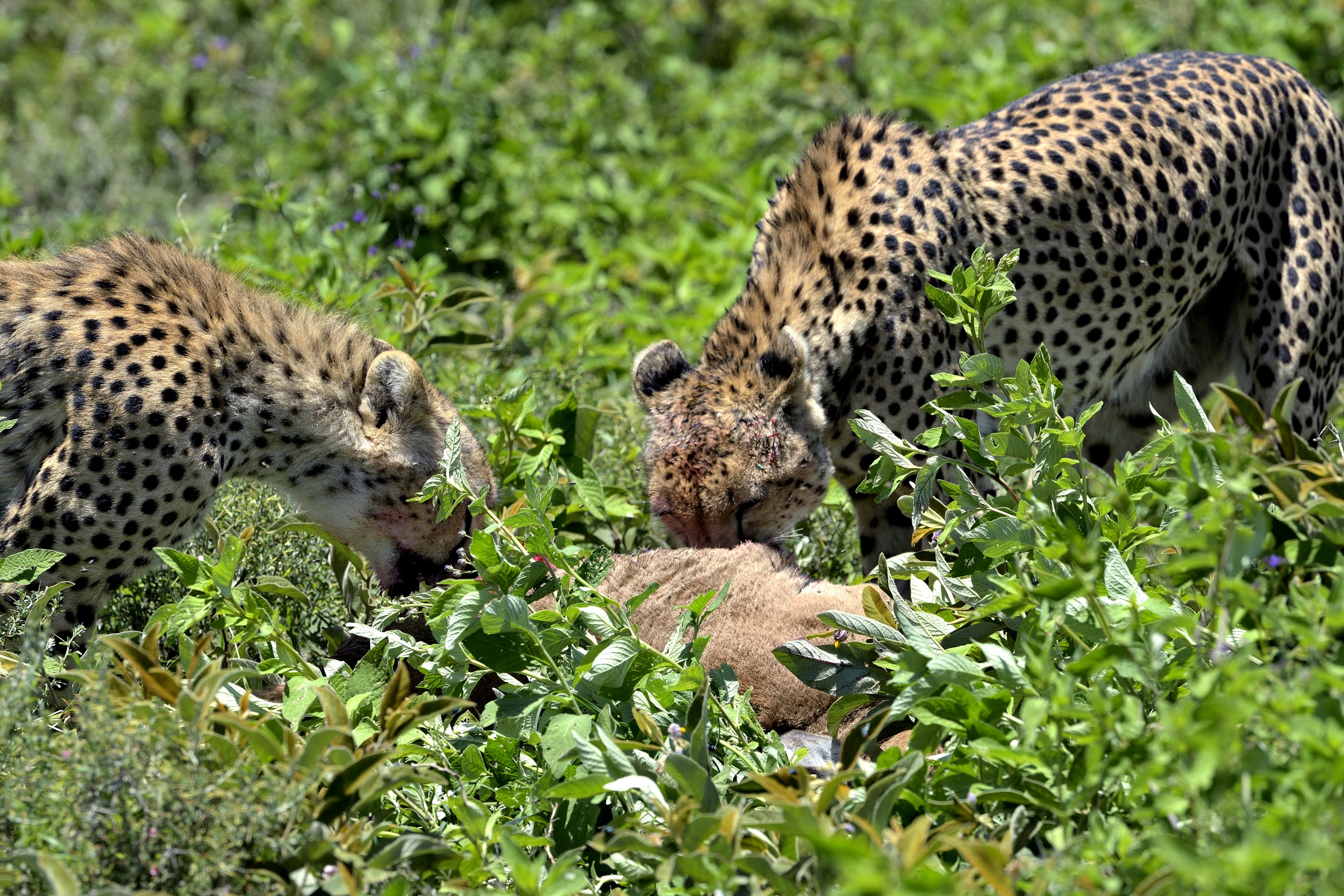 Ngorongoro Conservation Area - Ghepardi con preda