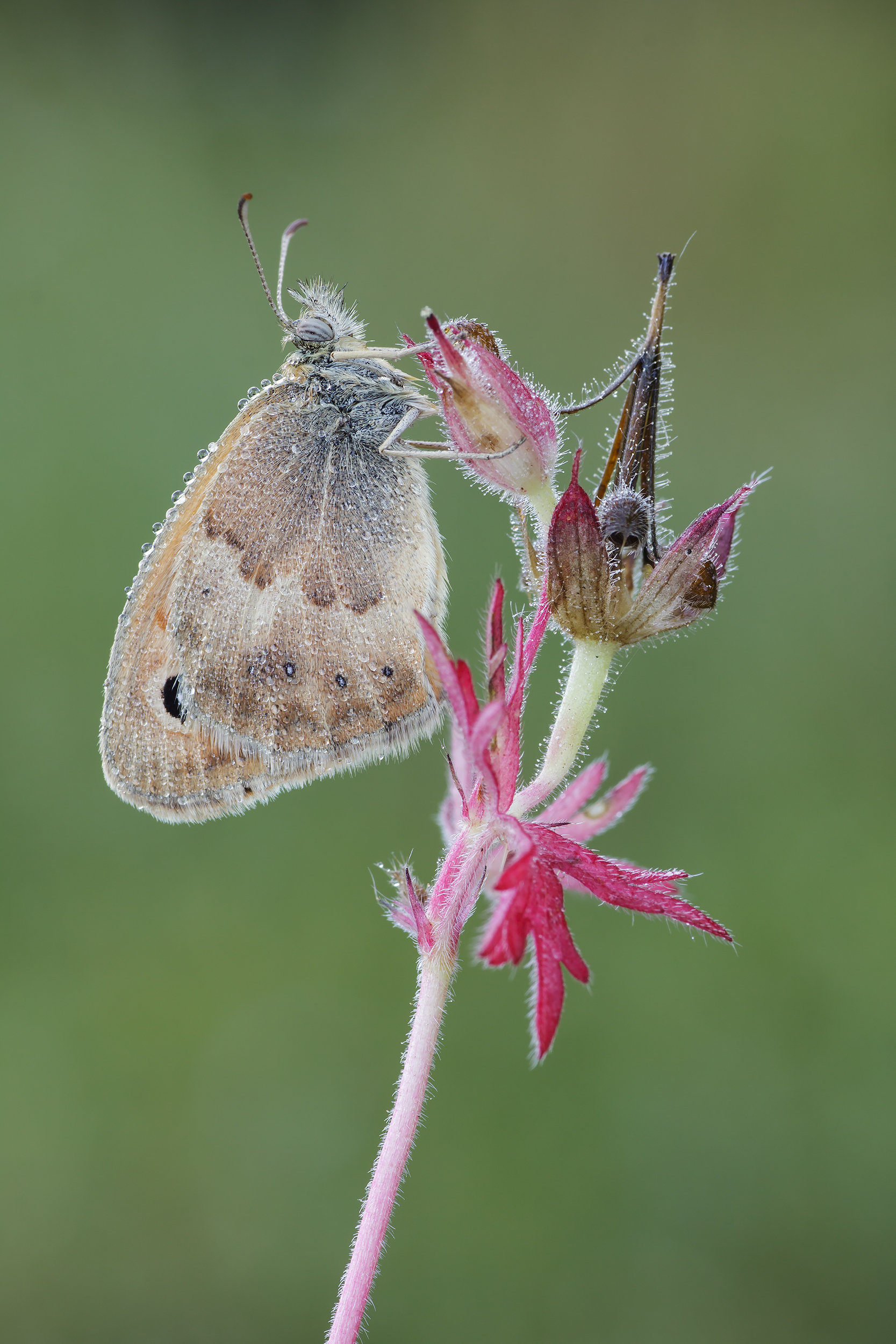 Coenonympha pamphilus
