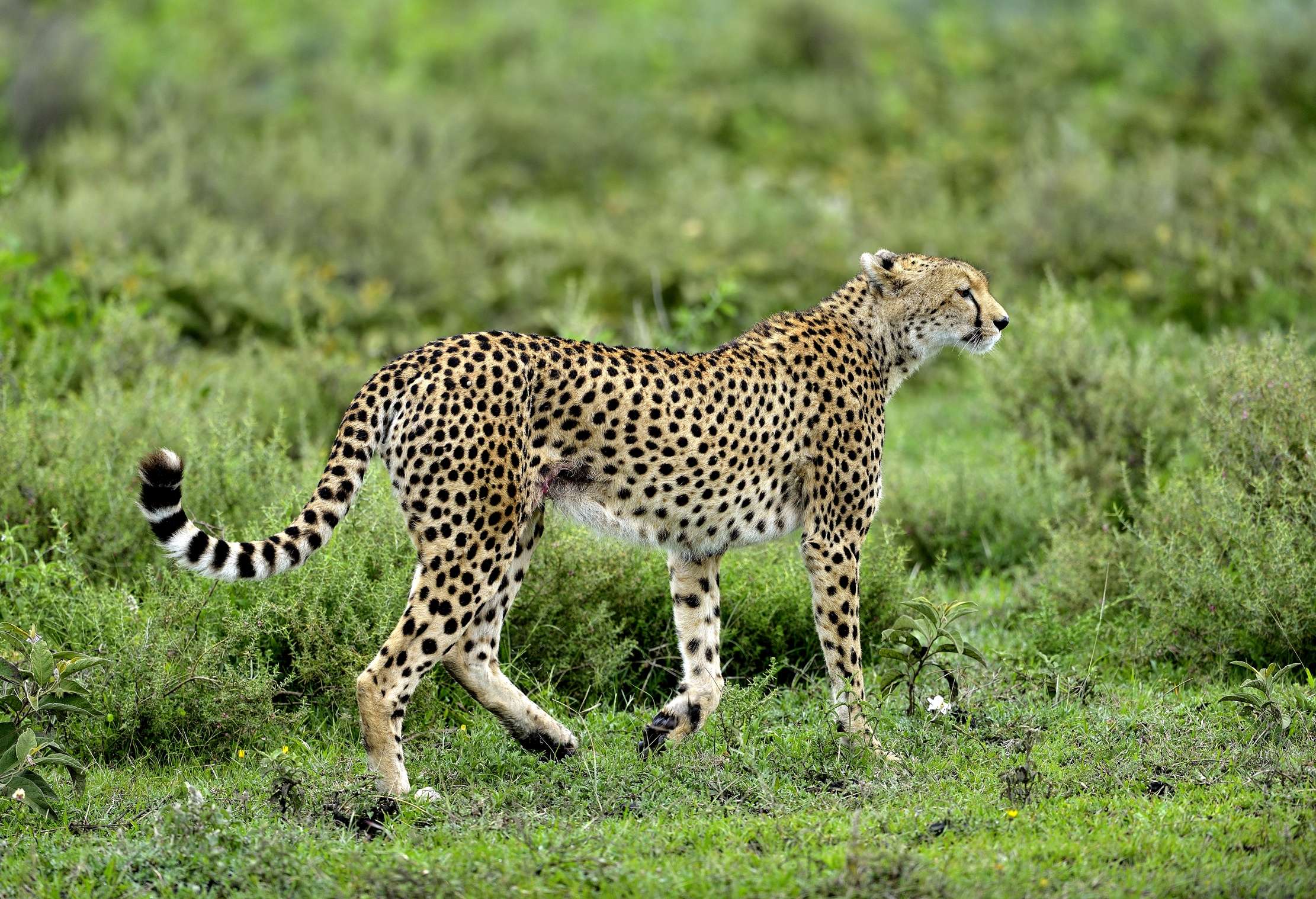 Ngorongoro Conservation Area - Ghepardo