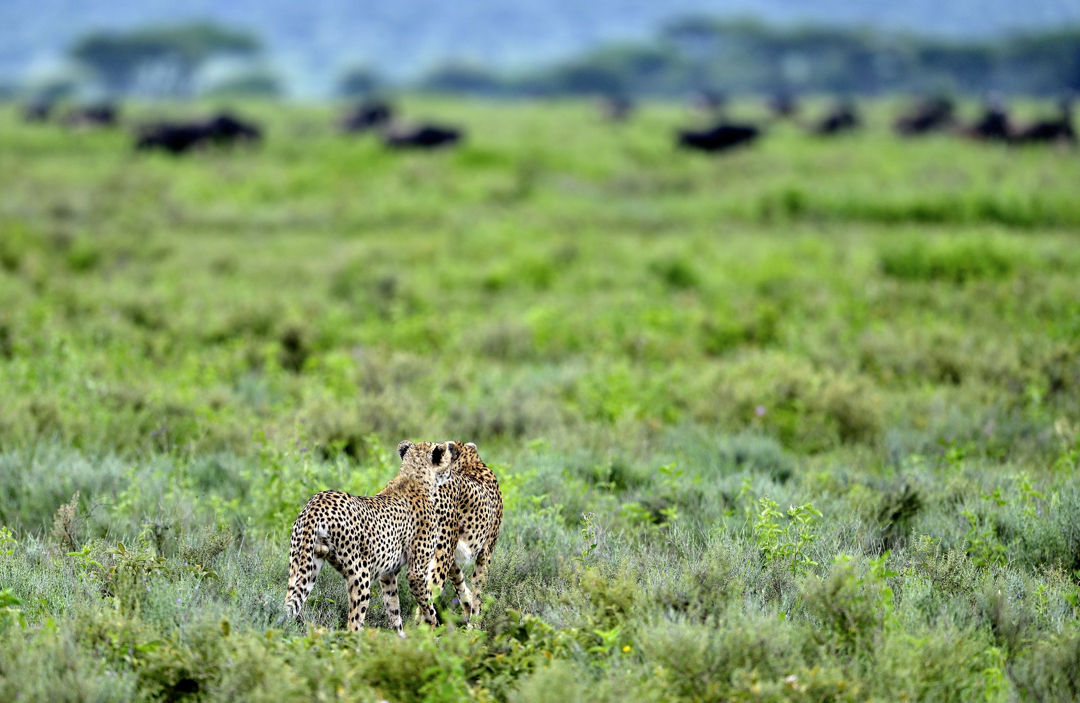 Ngorongoro Conservation Area - Ghepardi