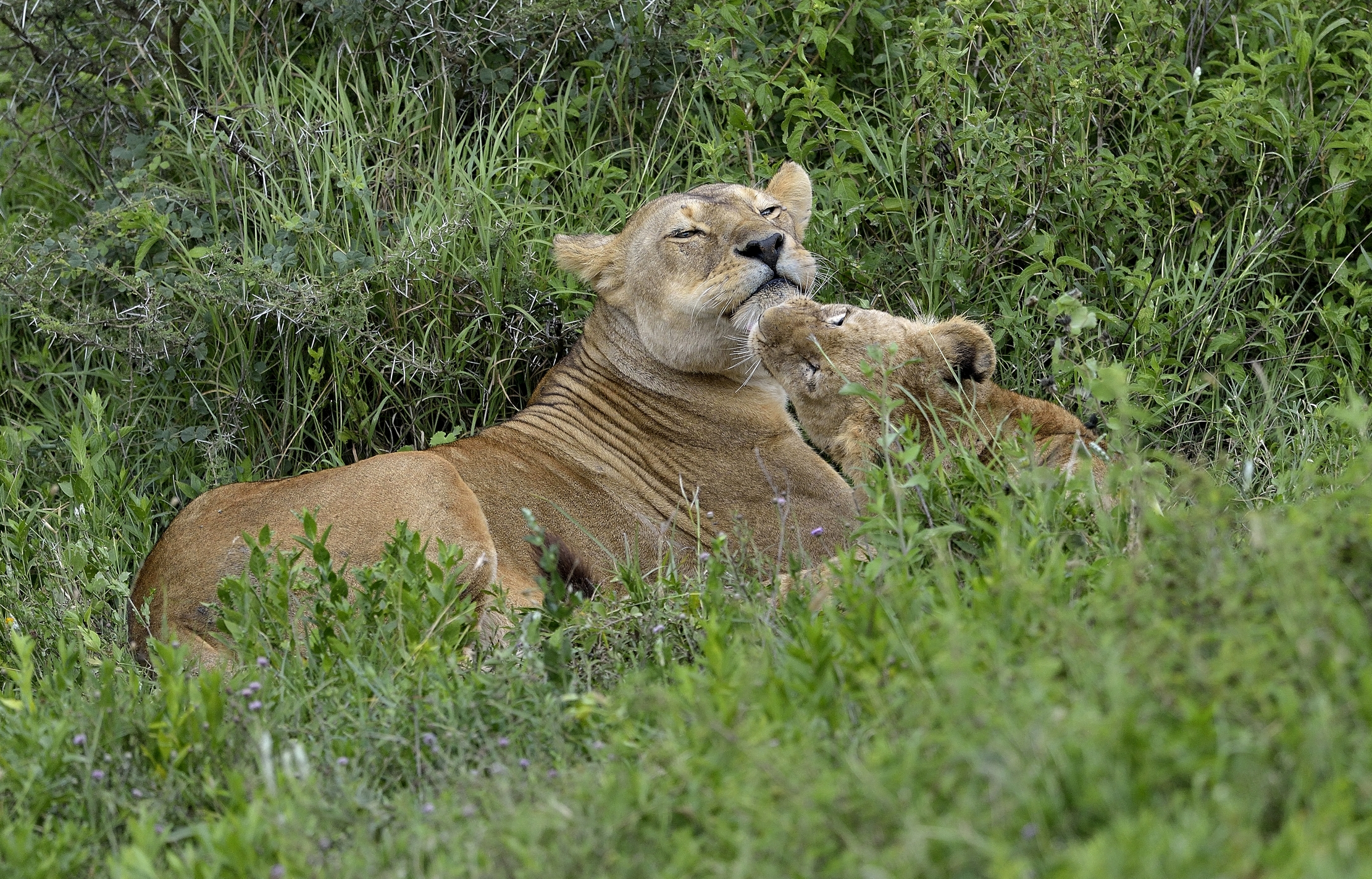 Ngorongoro Conservation Area - Efusioni