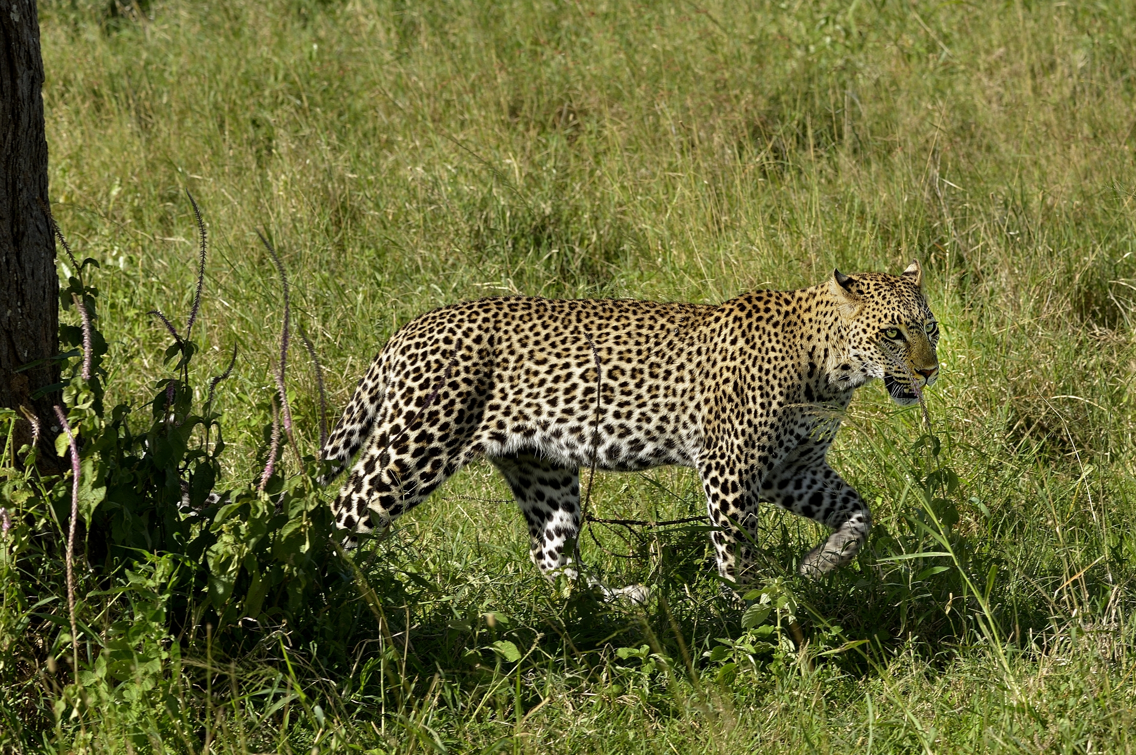 Serengeti - leopardo