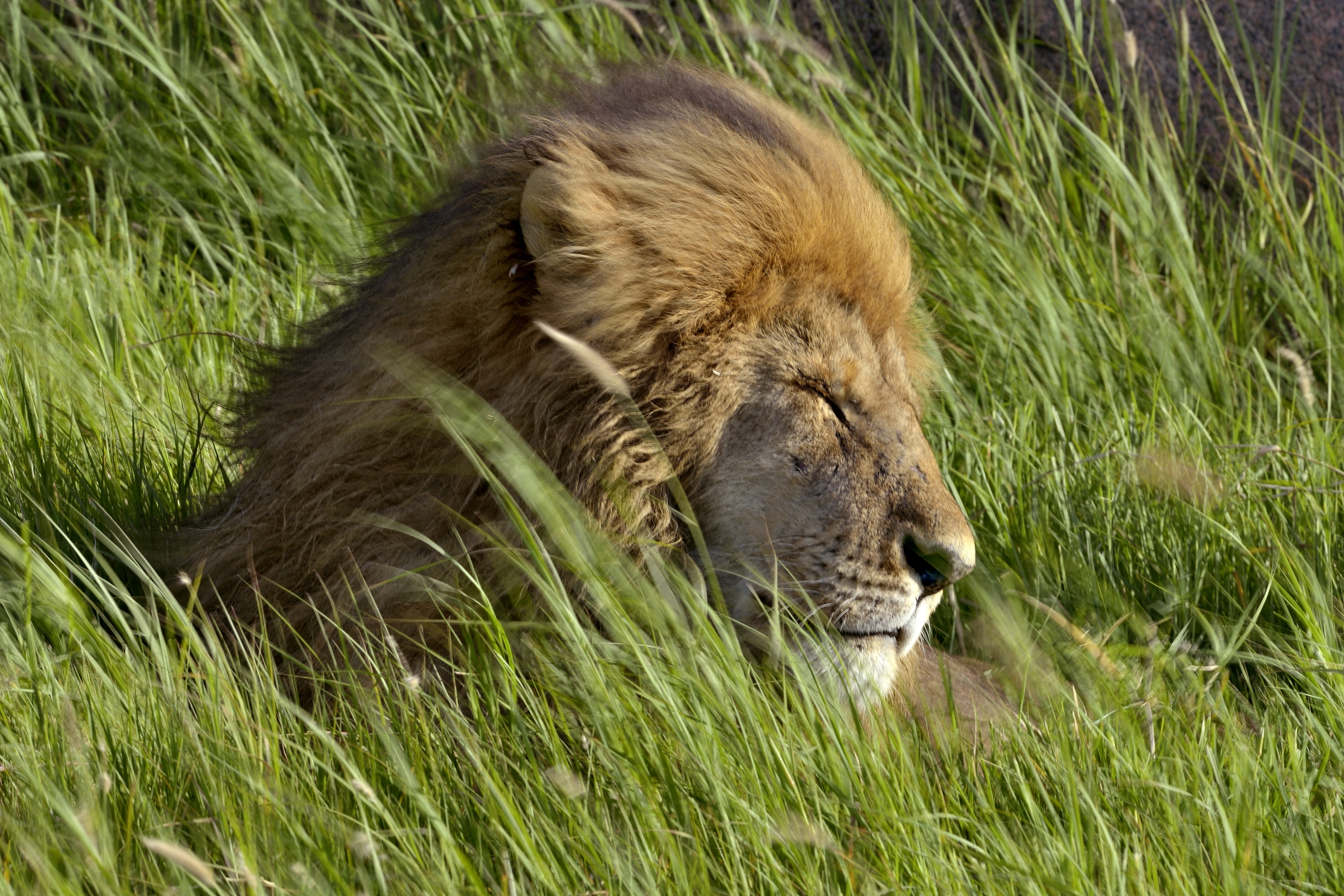 Serengeti - leone al vento