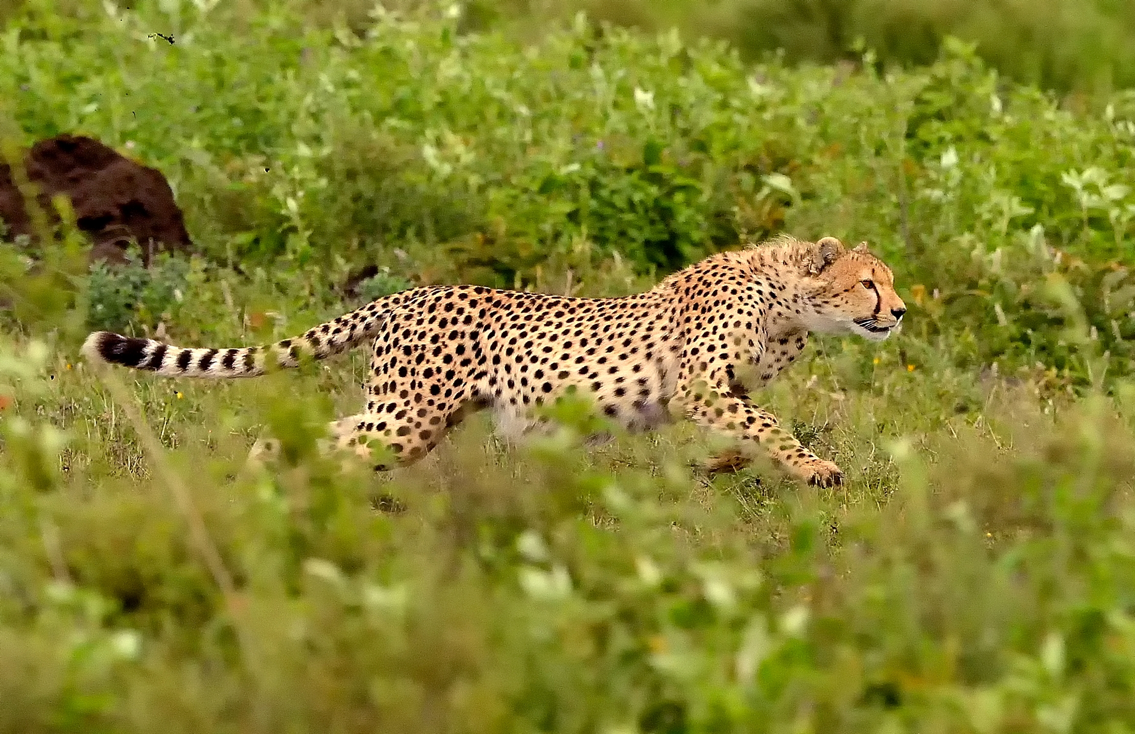Ngorongoro Conservation Area - la corsa