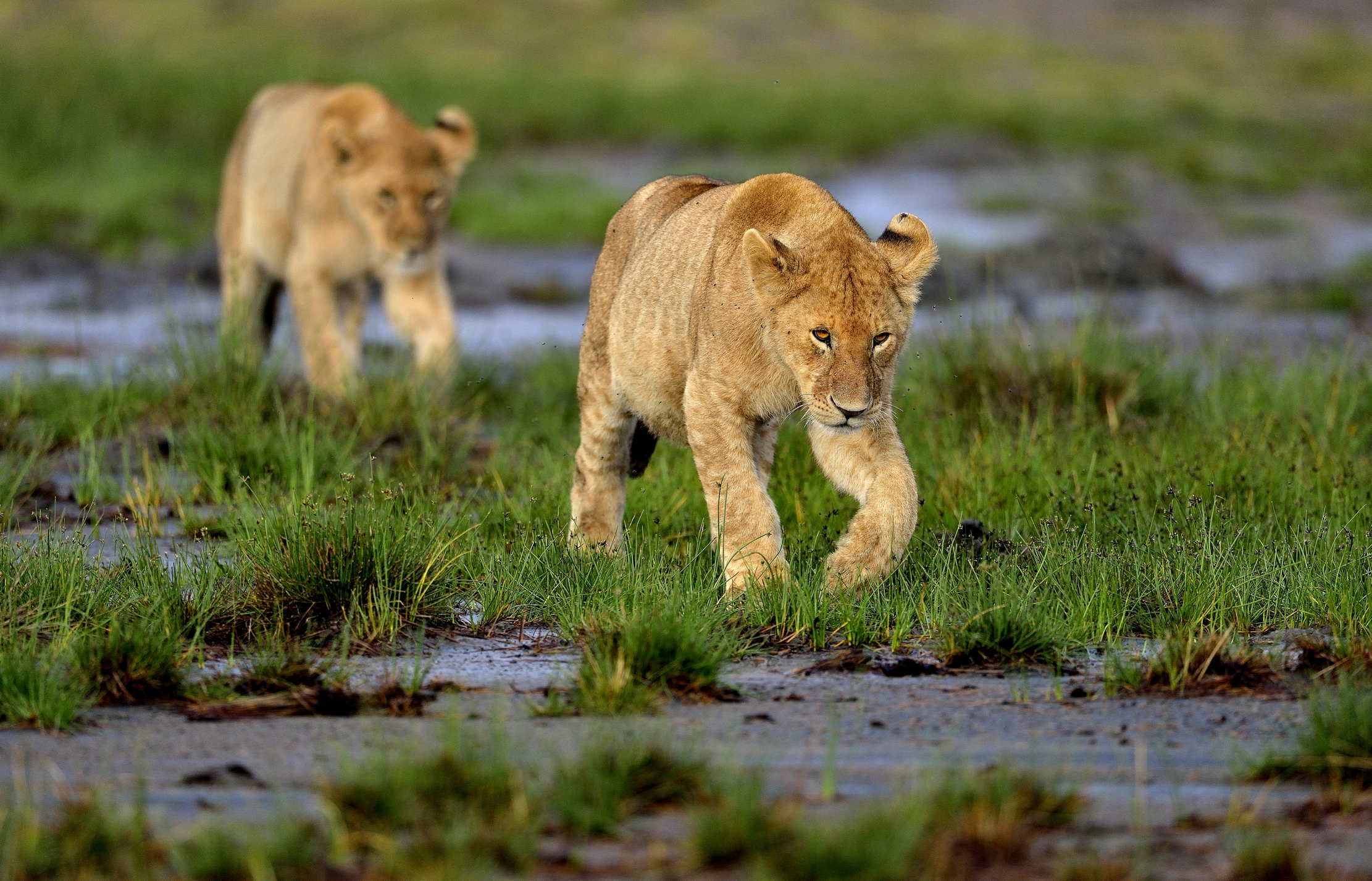Ngorongoro Conservation Area - Giovane leone