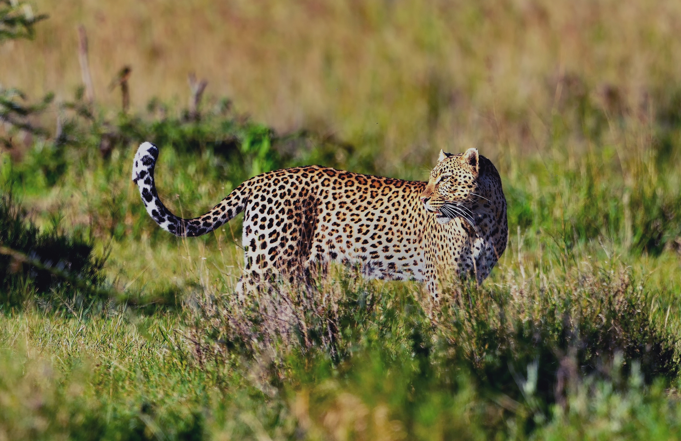 Serengeti - leopardo