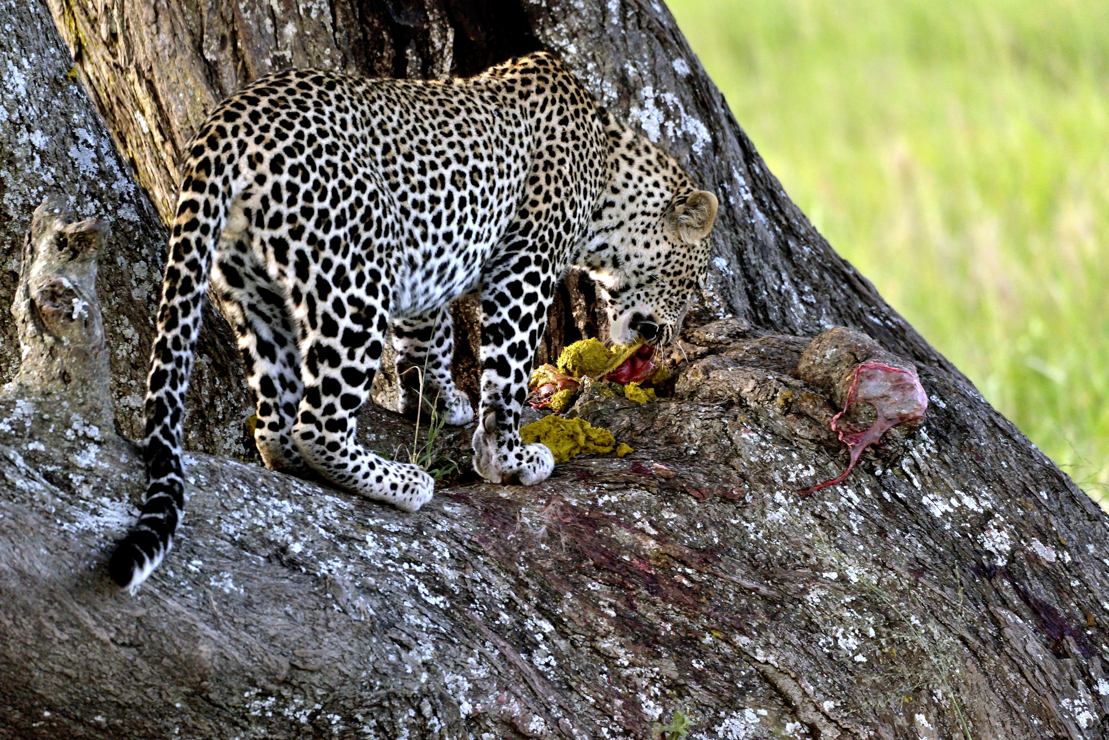 Serengeti - Leopardo con preda