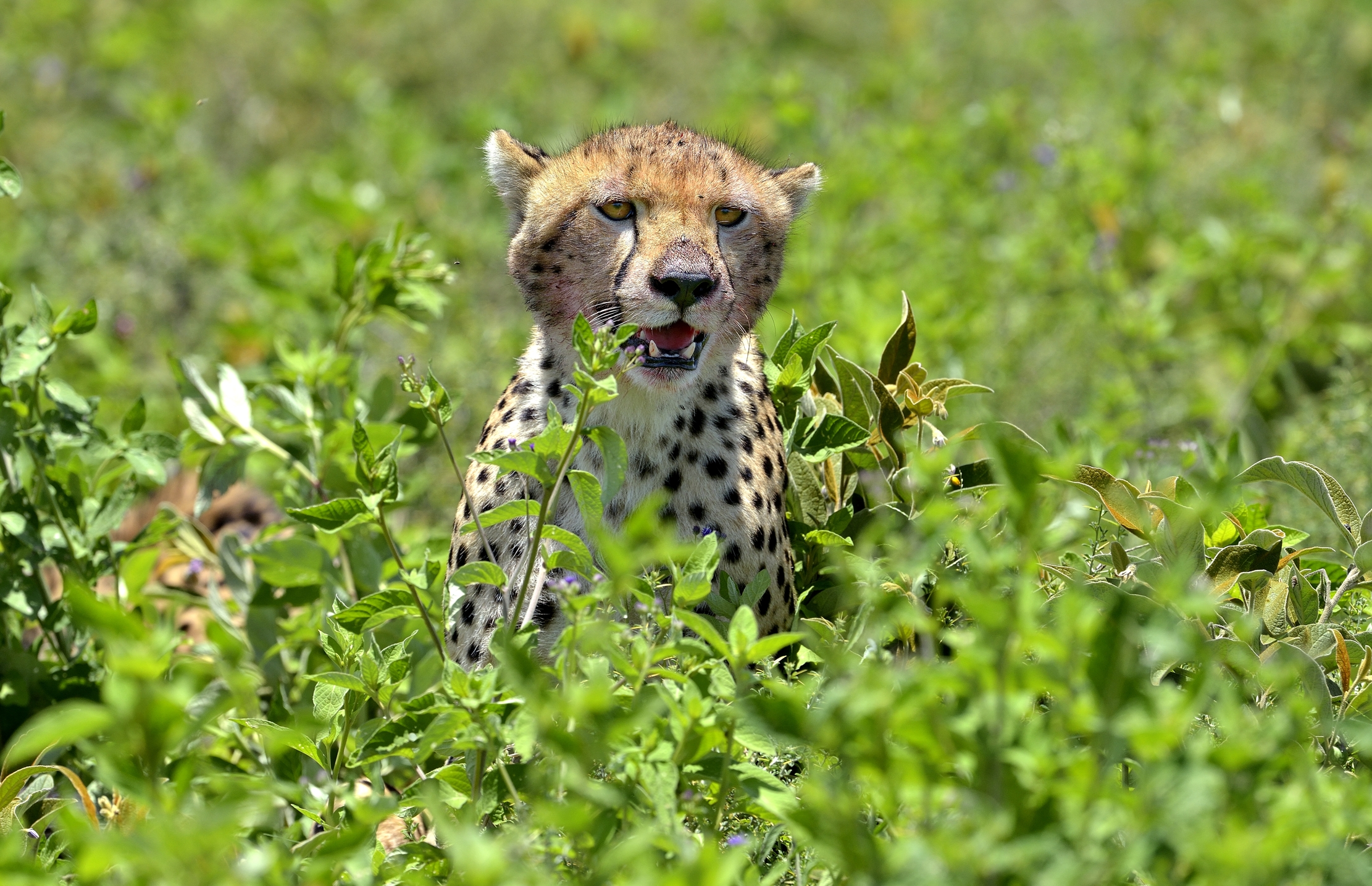 Ngorongoro Conservation Area - Ghepardo