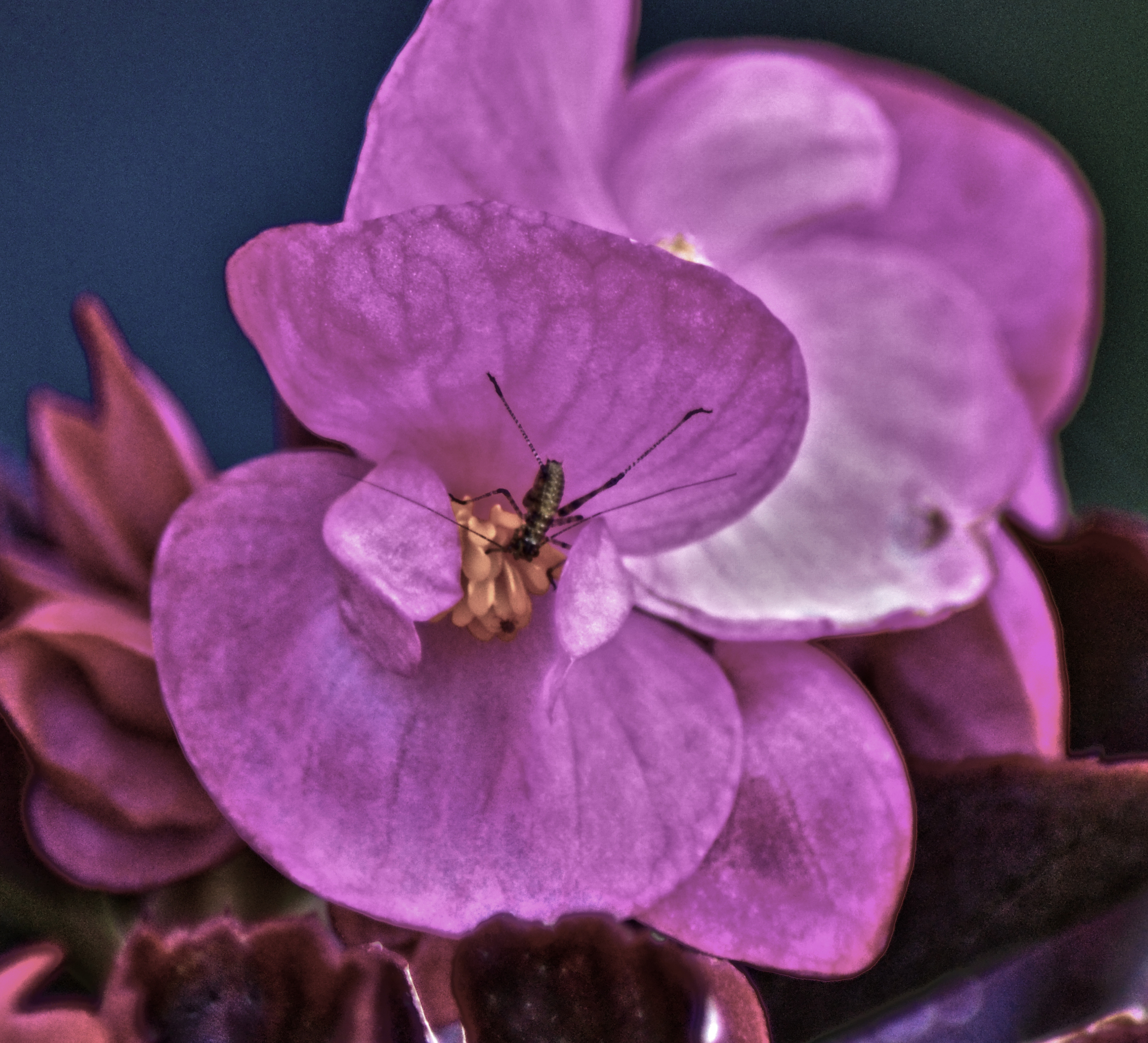 L'intruso nelle begoniette
