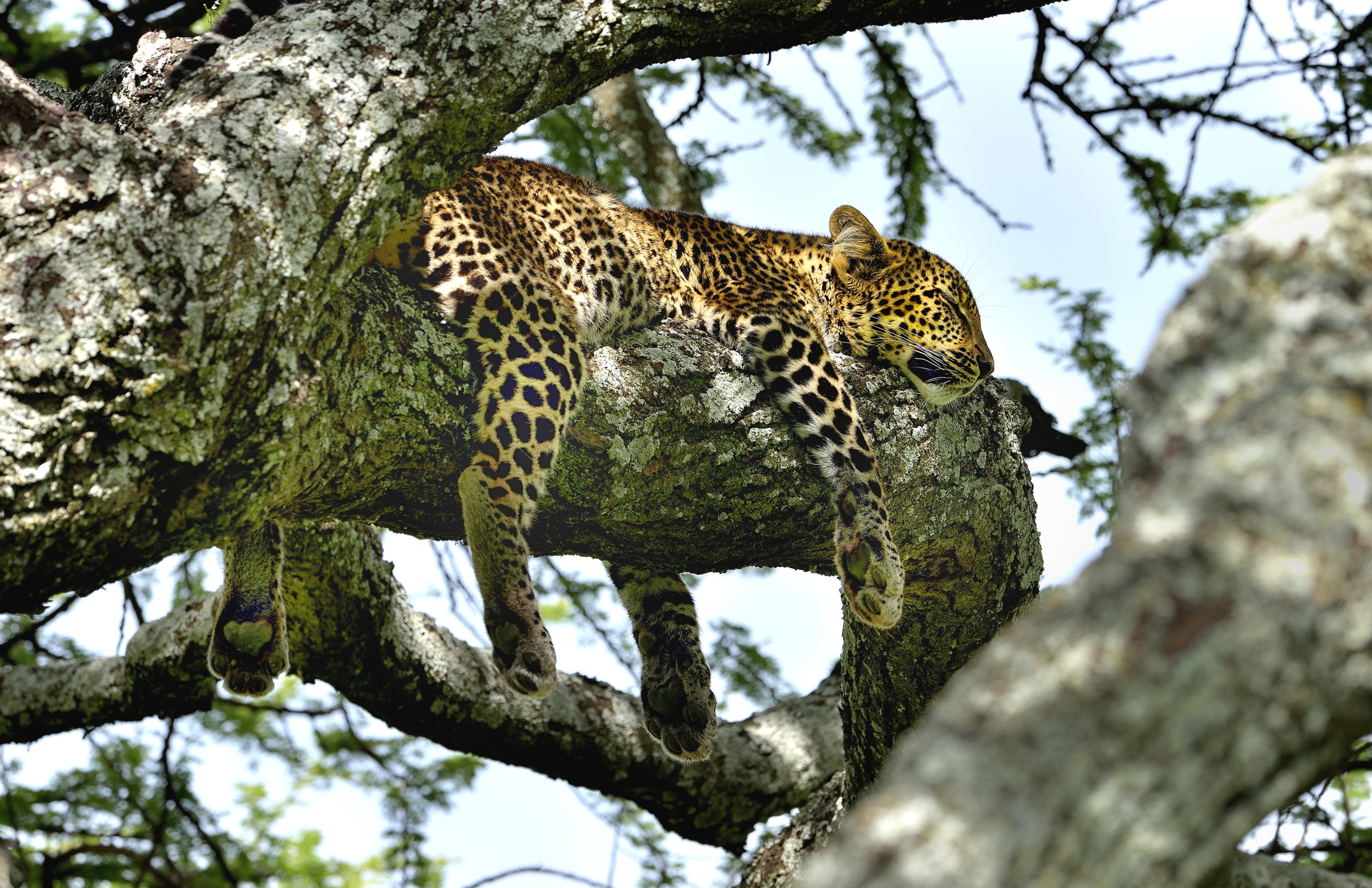 Ngorongoro Conservation Area - Giovane leopardo