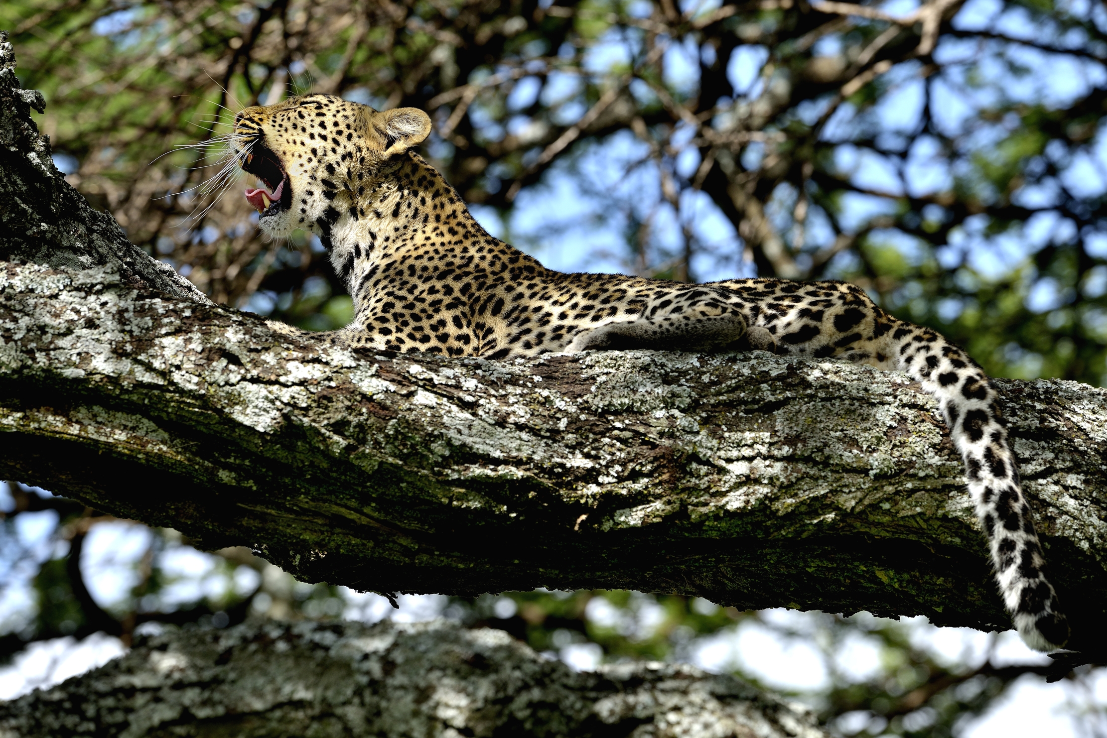 Ngorongoro Conservation Area - Giovane leopardo