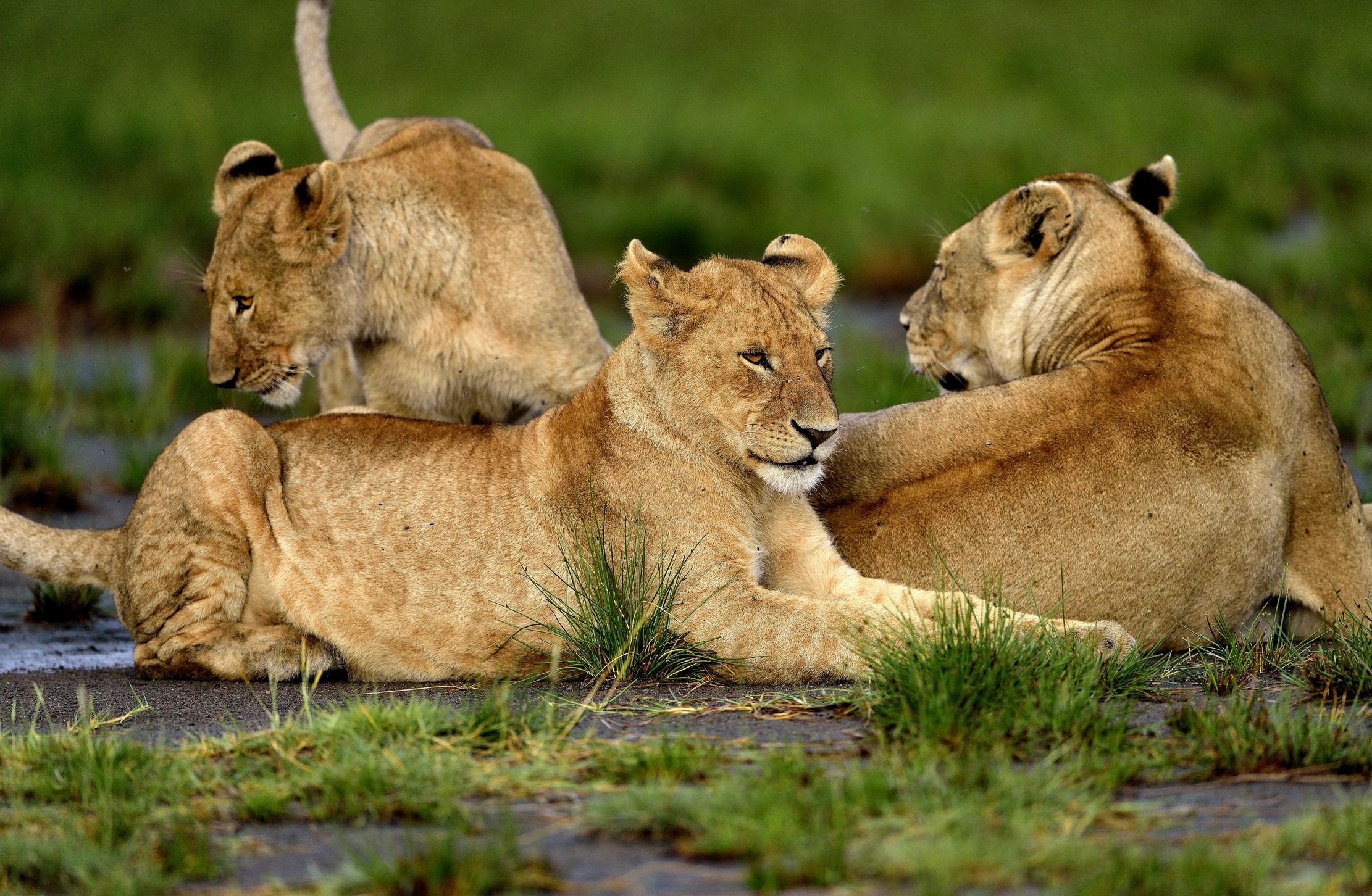 Ngorongoro Conservation Area - Leonessa e Giovani Leoni