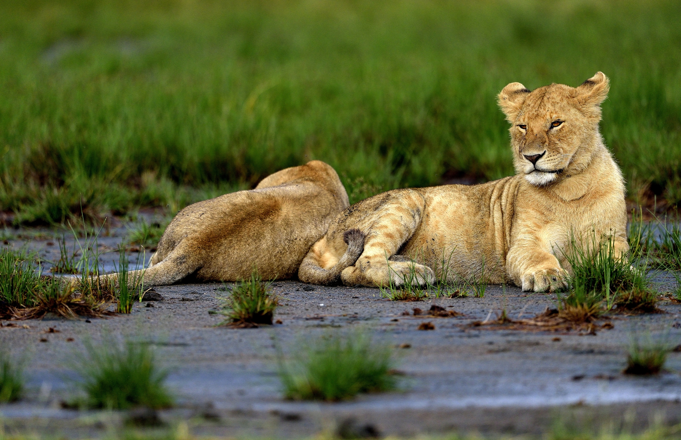 Ngorongoro Conservation Area - Giovani Leoni