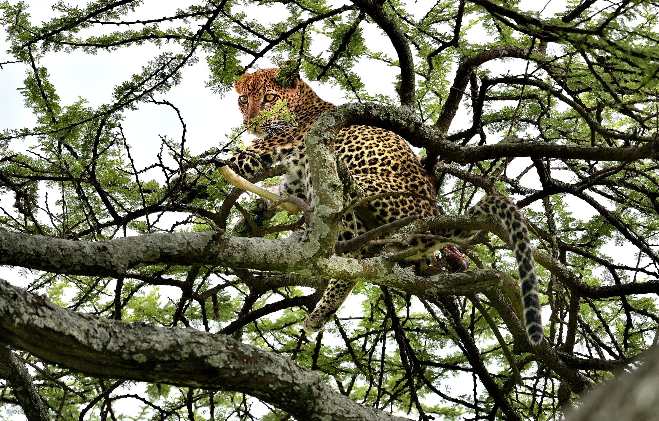 Ngorongoro Cons. Area - Giovane leopardo con preda