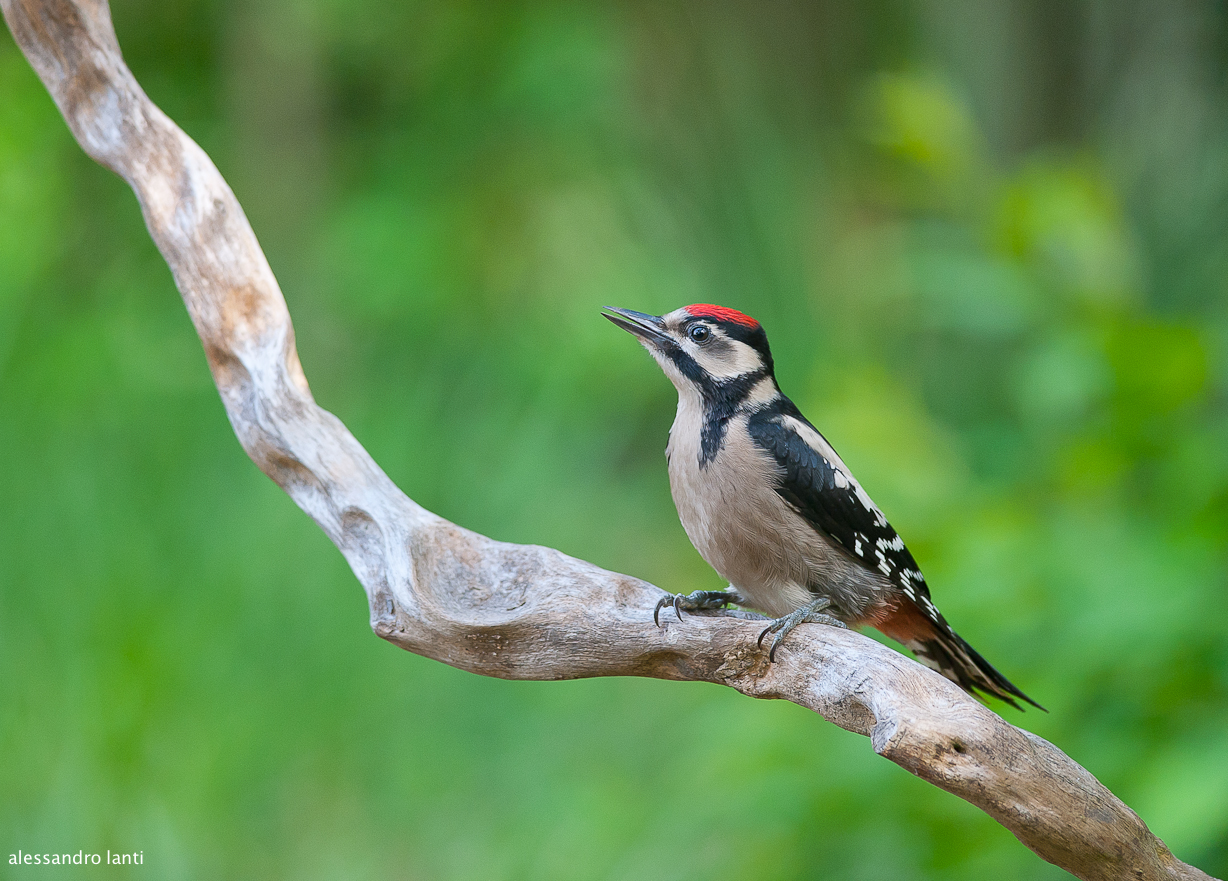 young woodpecker