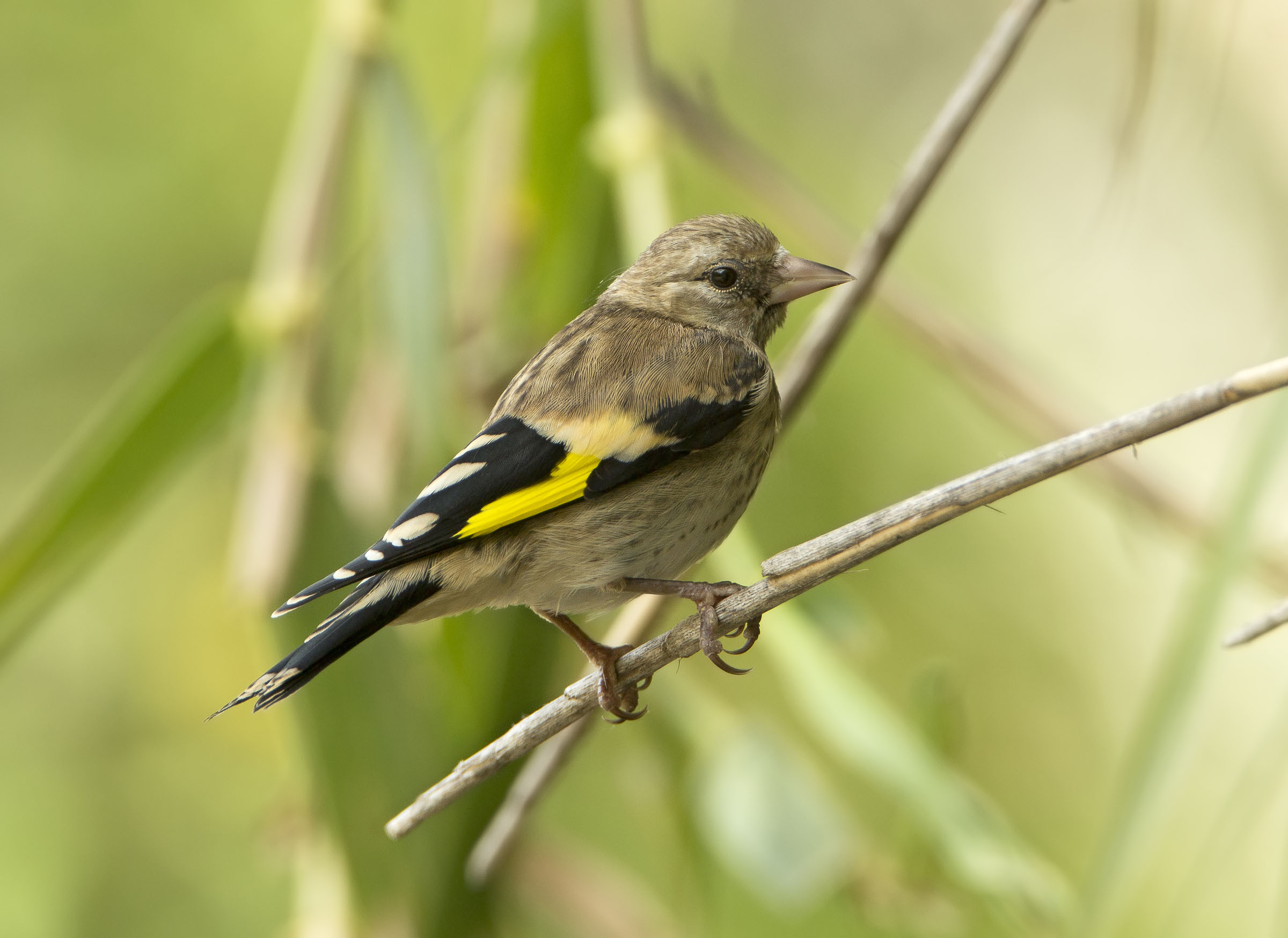 cardellino giovane (carduelis carduelis)
