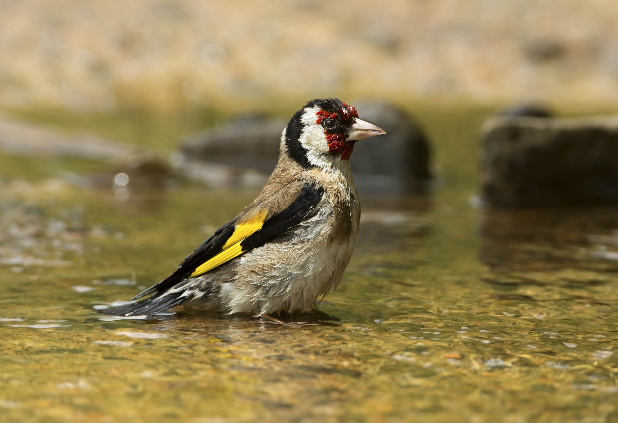 cardellino adulto (carduelis carduelis)