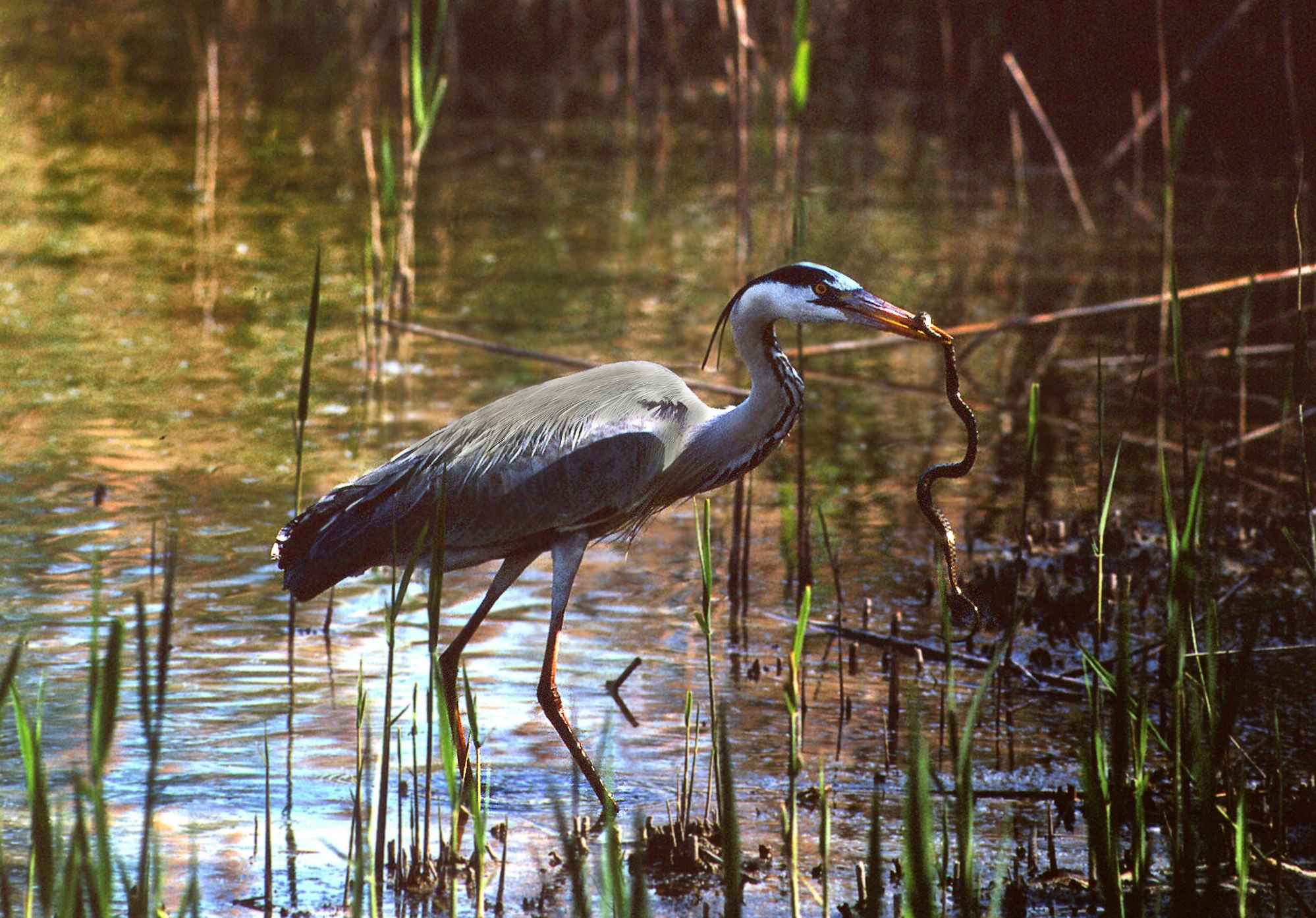 Heron
